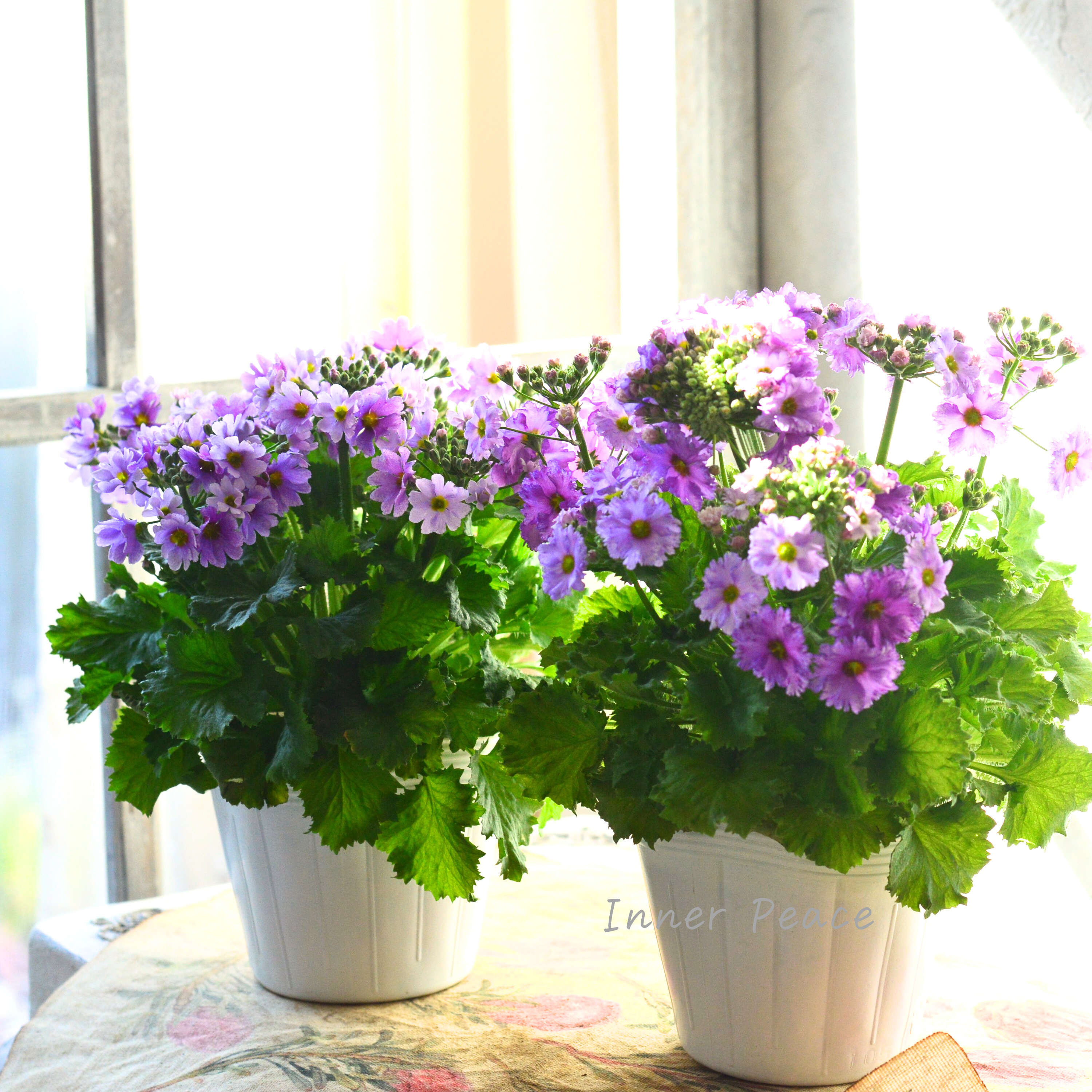 【北島園芸さん】 サクラソウ 『フリル咲き・薄パープル』 3.5寸POT