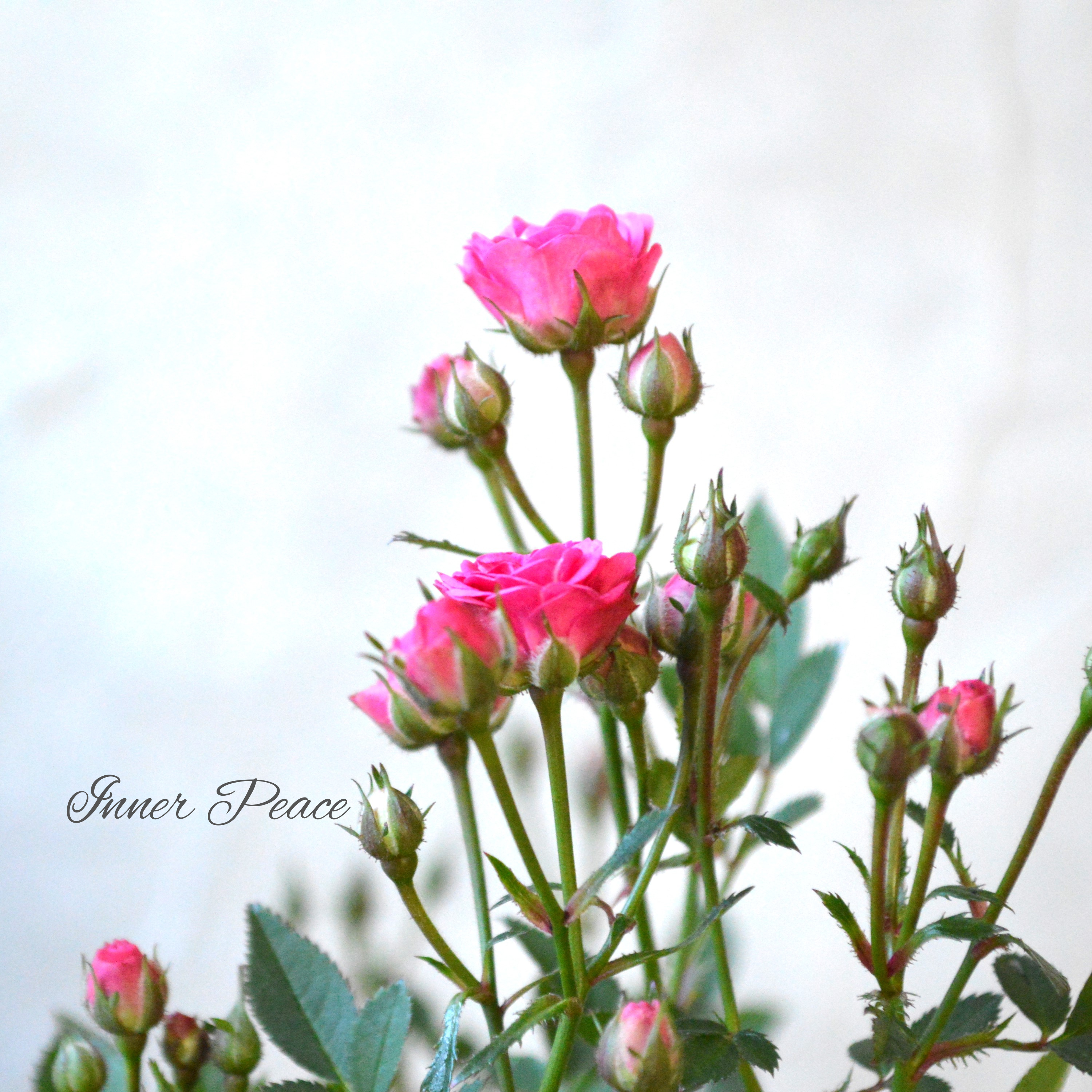【分割できる】 ミニ薔薇 『ミサキ』(カスミソウ咲き) 3寸POT
