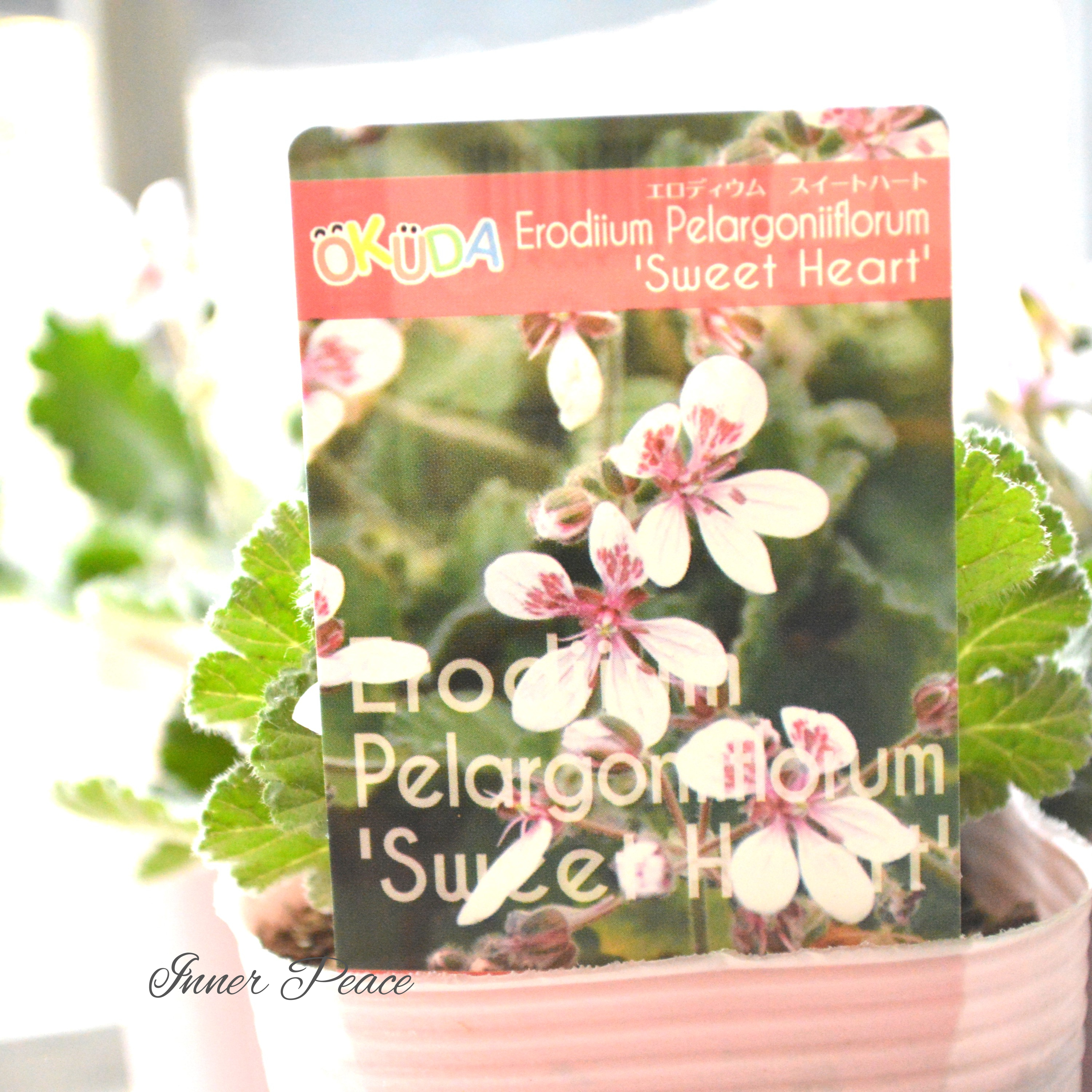 【オシャレ】 エロディウム ペラルゴニフロラム 『スイートハート』 3寸POT
