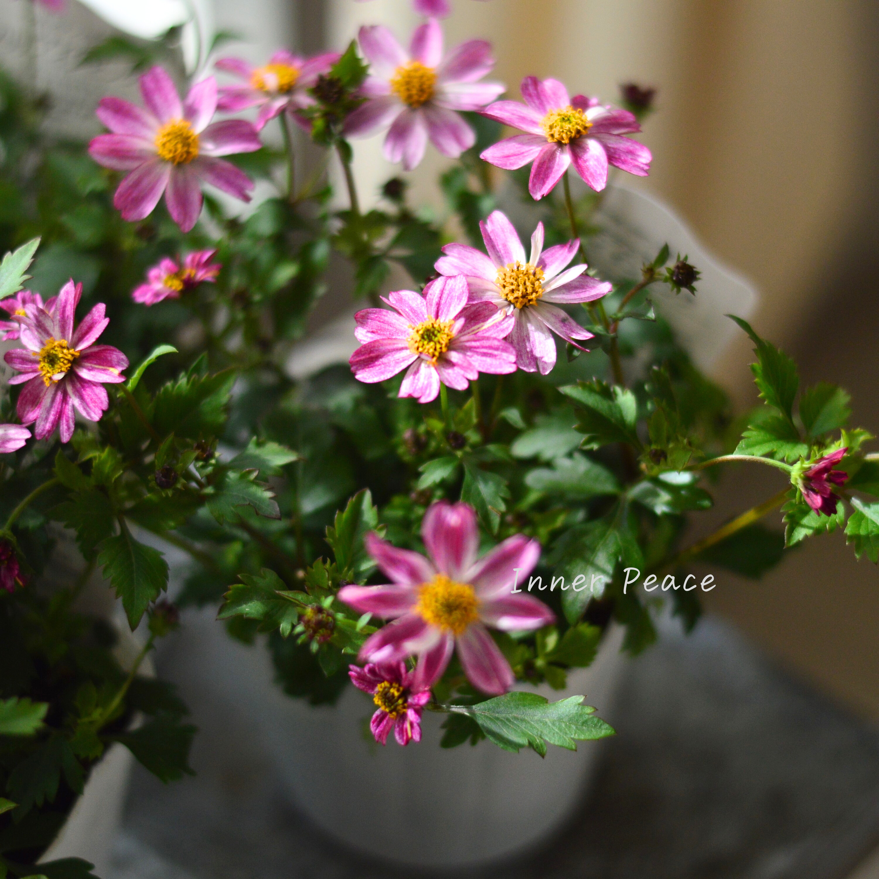 【かわいい】 ビデンス 『プリティ イン ピンク』 3.5寸POT