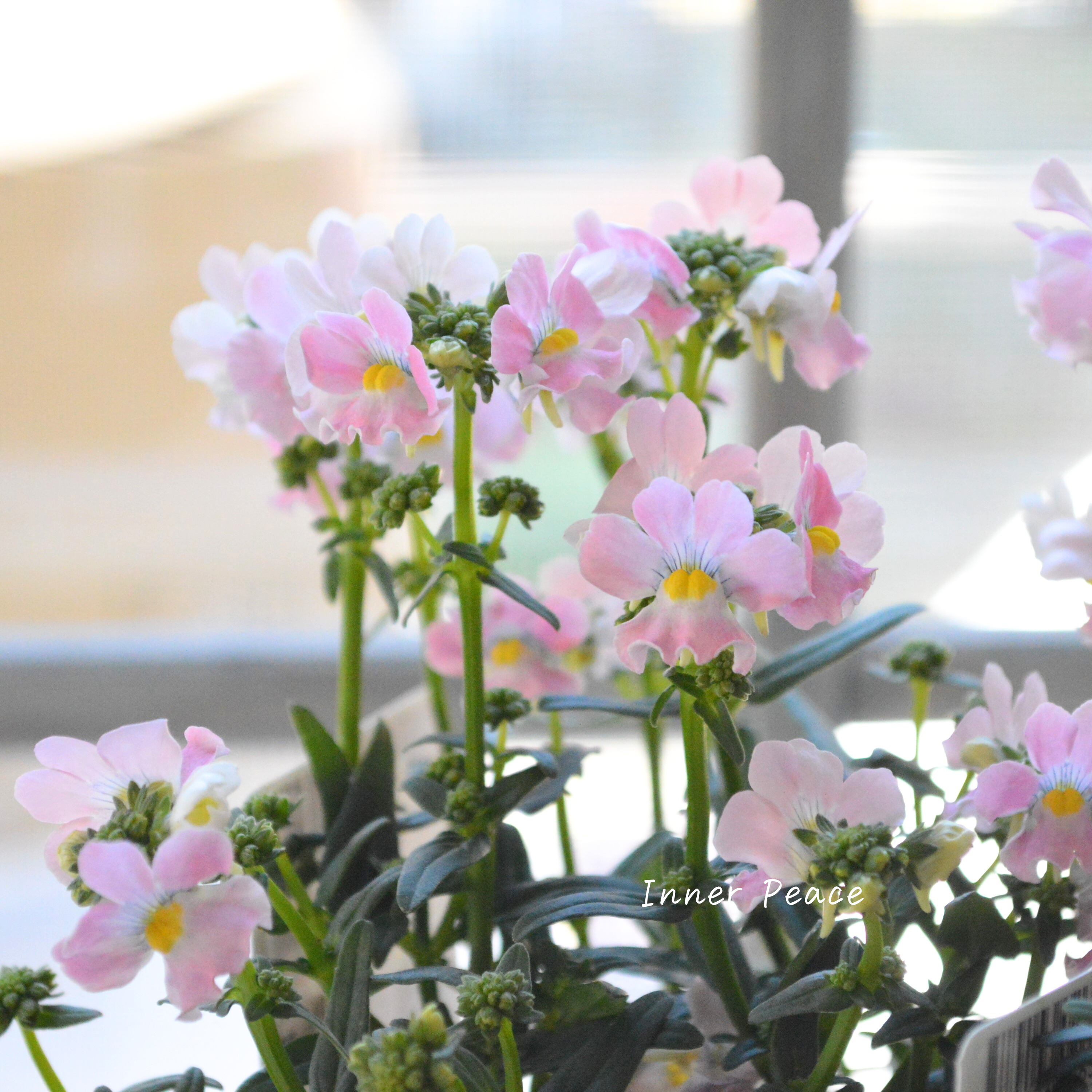 【ゲブラさん】 ネメシア・メーテル 『エレーヌ』 3.5寸POT