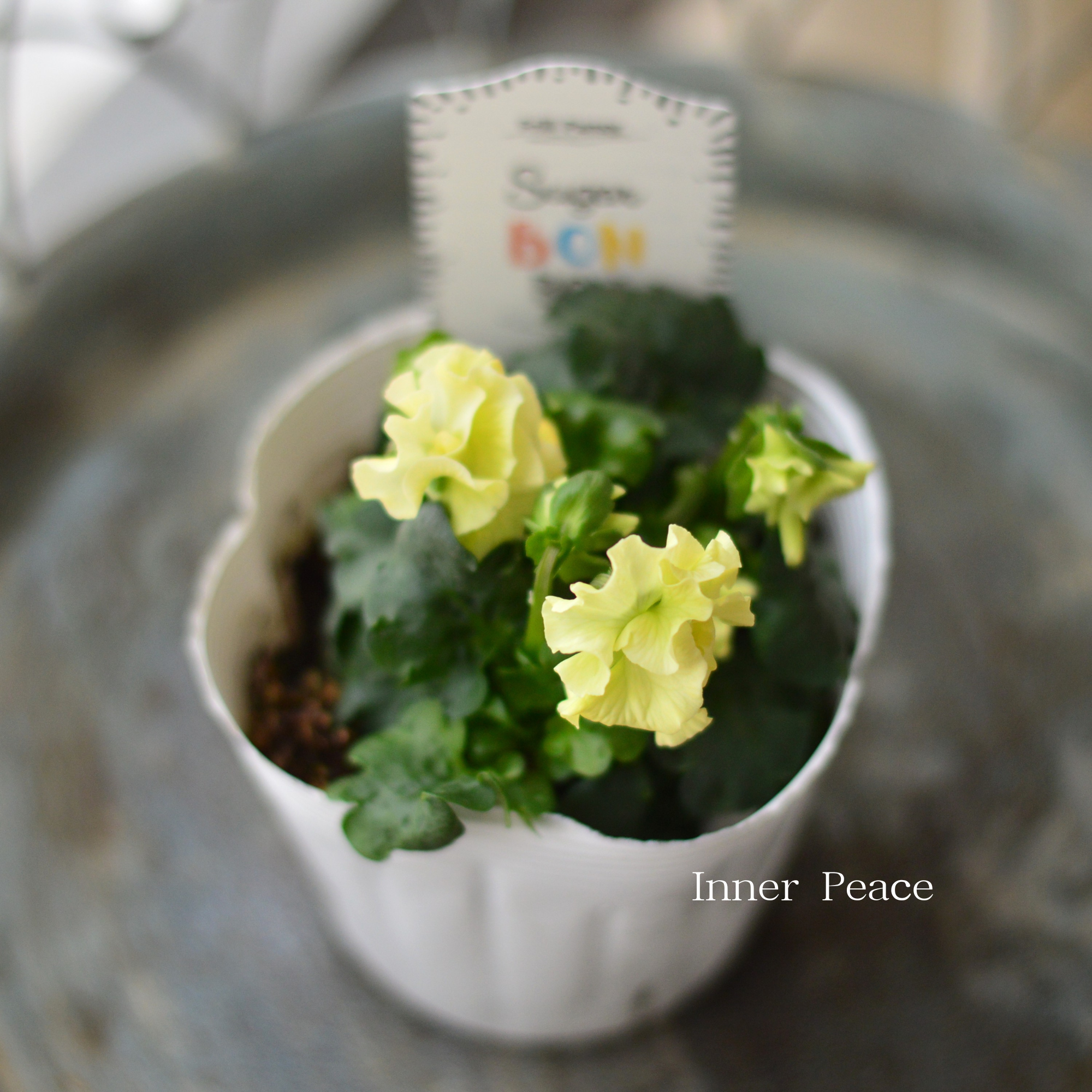 【湘南Berryさん】 フリルパンジー 『シュガーボンボン・イエロー系』 3寸POT