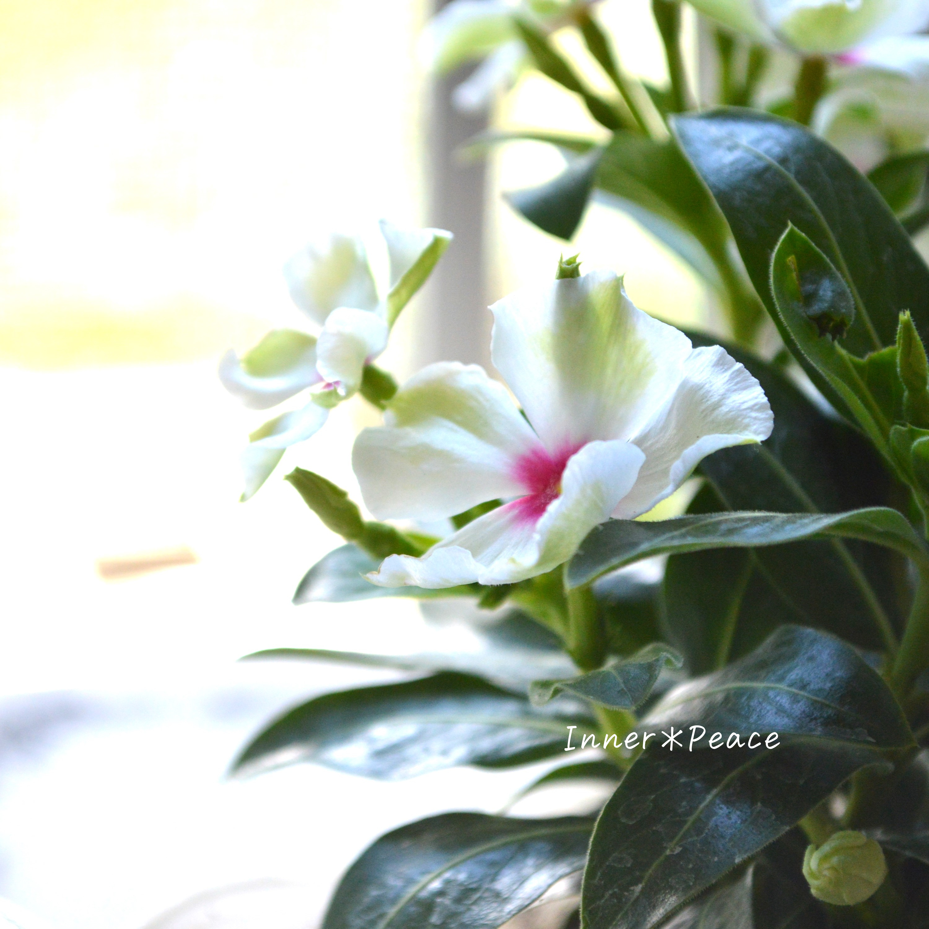 【北島園芸さん】 ニチニチソウ 『サマーミント・レッドアイ』 3.5寸POT