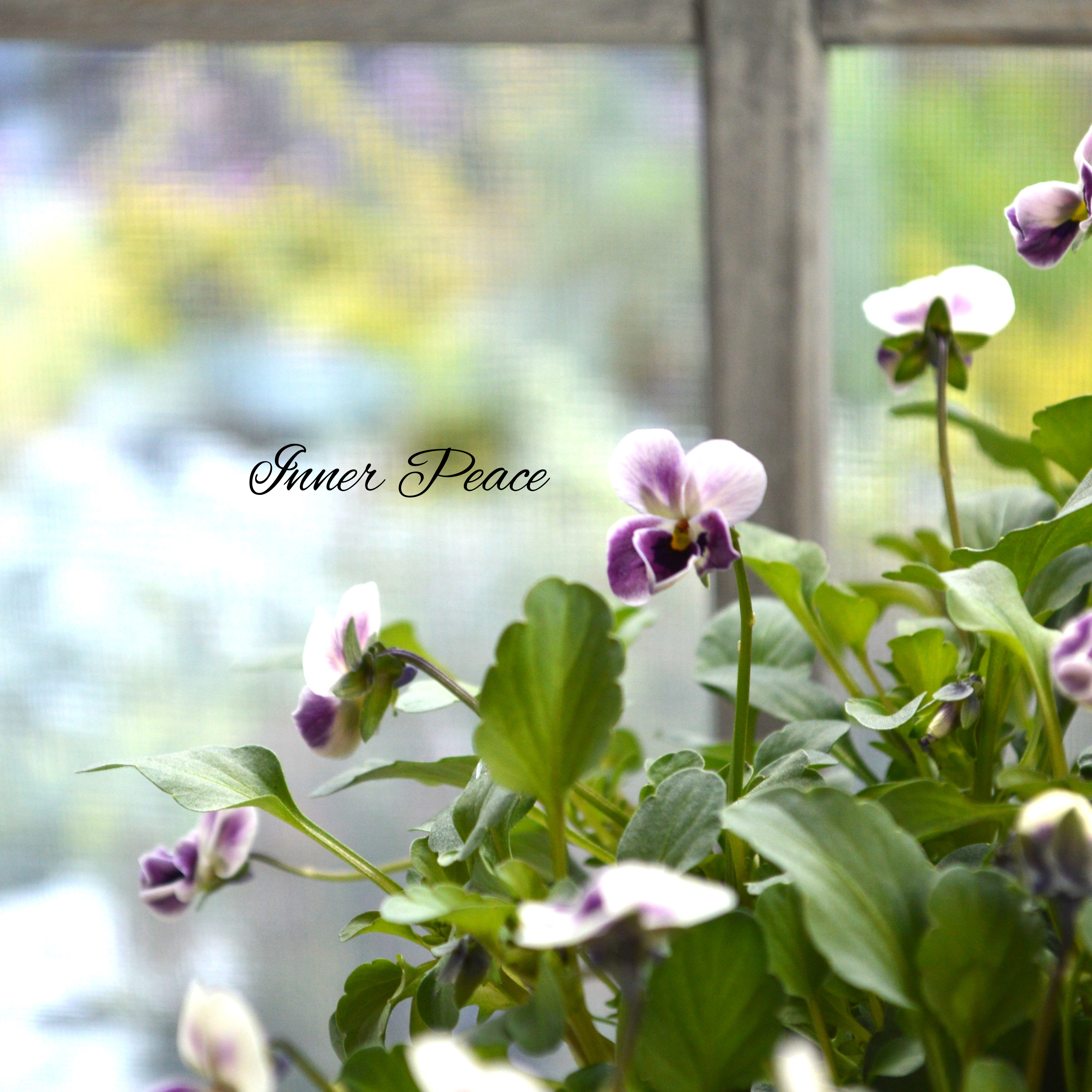 【tef*tef*さんオリジナルビオラ】 極小輪 プチモーブ 3.5寸POT