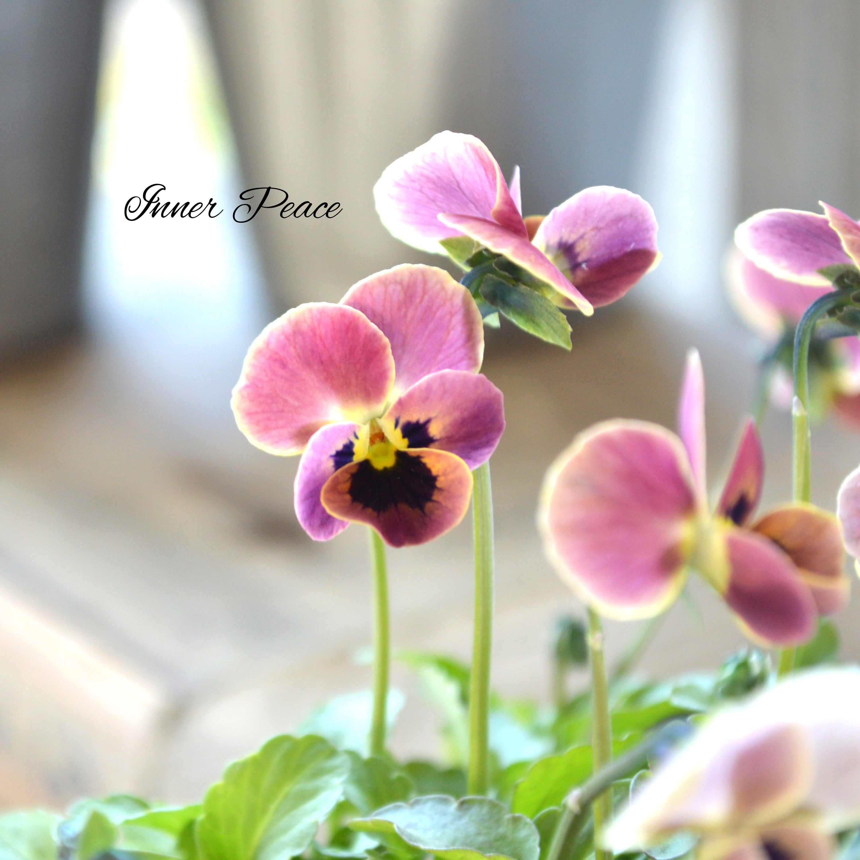 【見元園芸さん】 ビオラ 『ピンクコアラ』 3寸POT