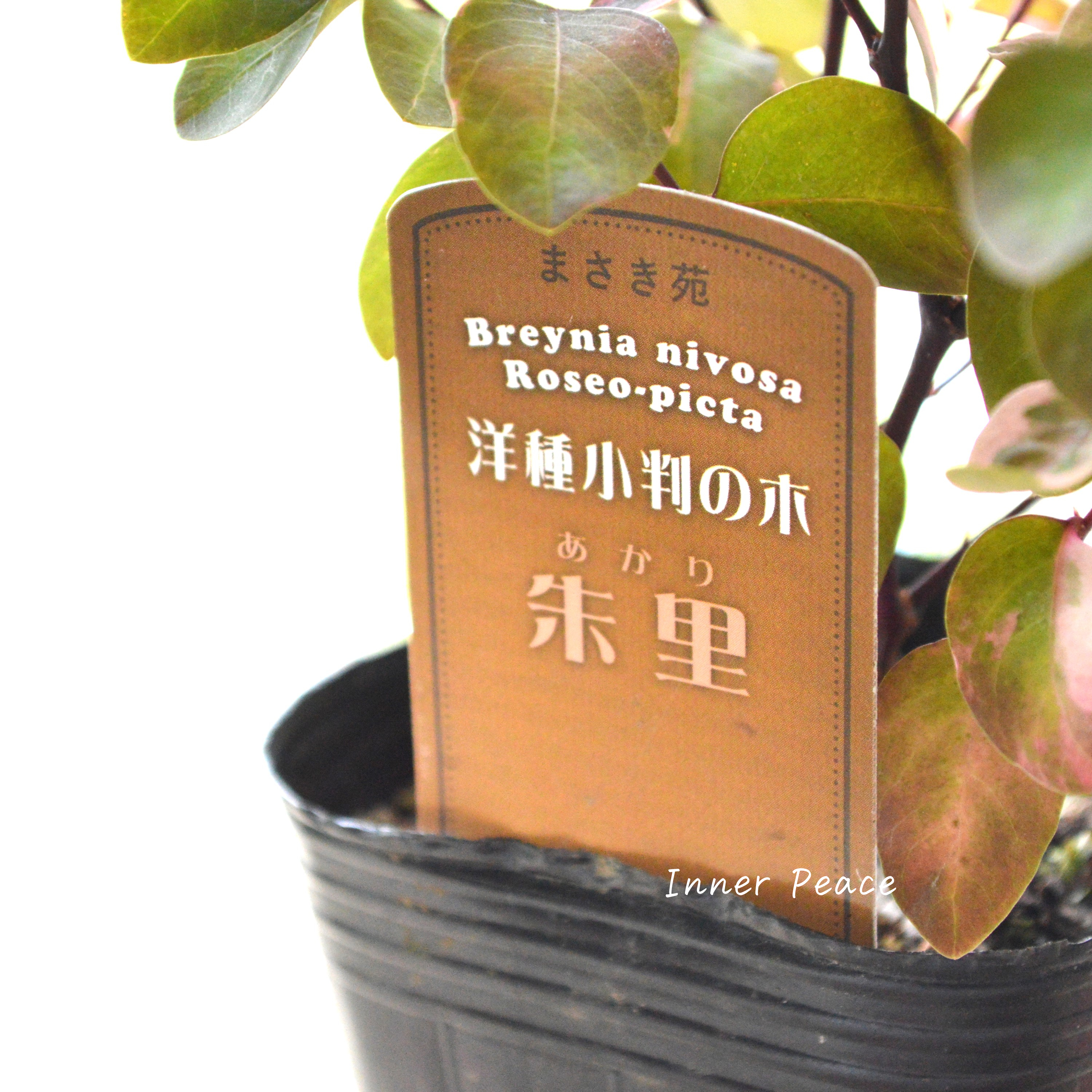 【希少】 ヨウシュコバンノキ(洋種小判の木)『朱里ーあかりー』 3寸POT