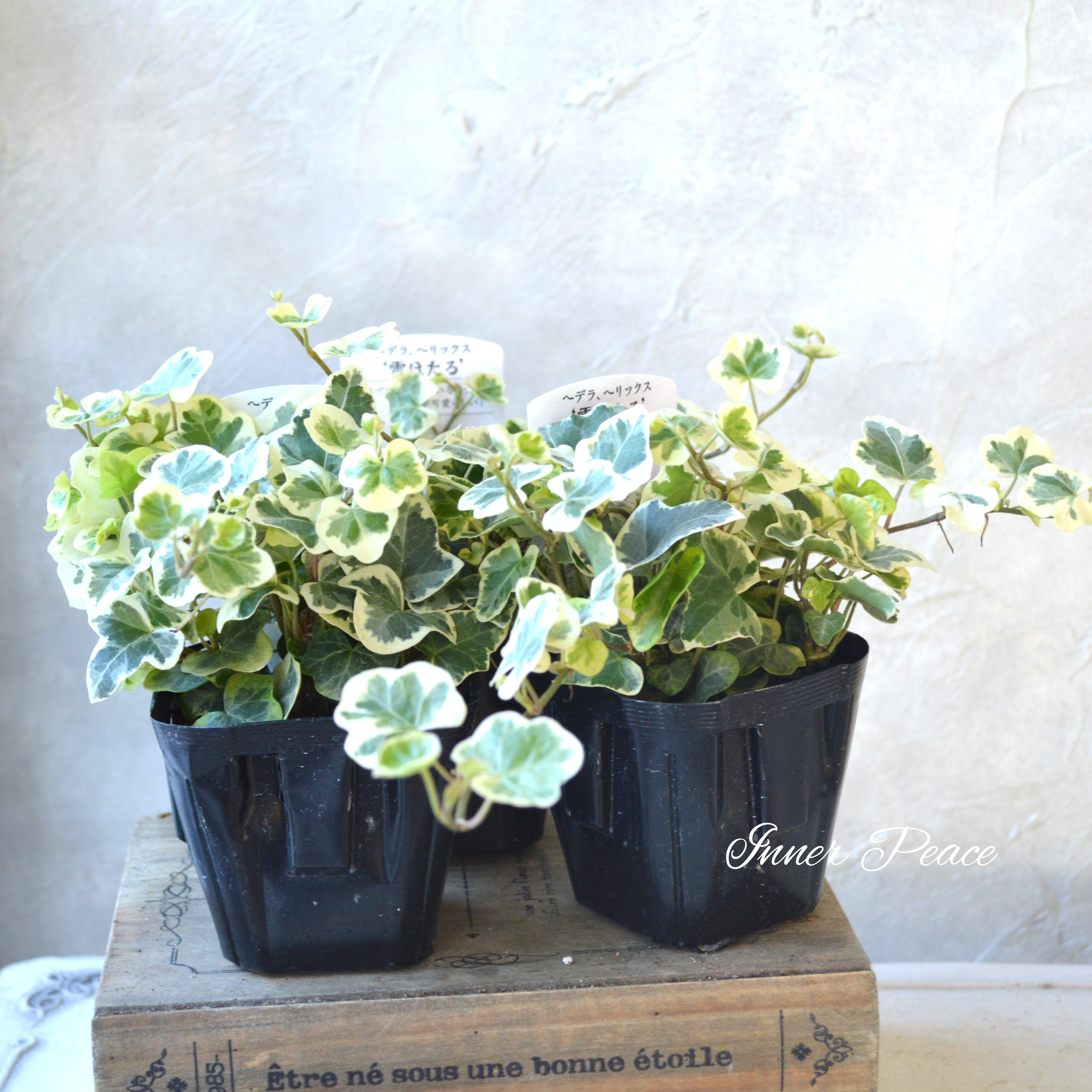 【希少】 ヘデラ 『雪ほたる』 2.5~3寸POT