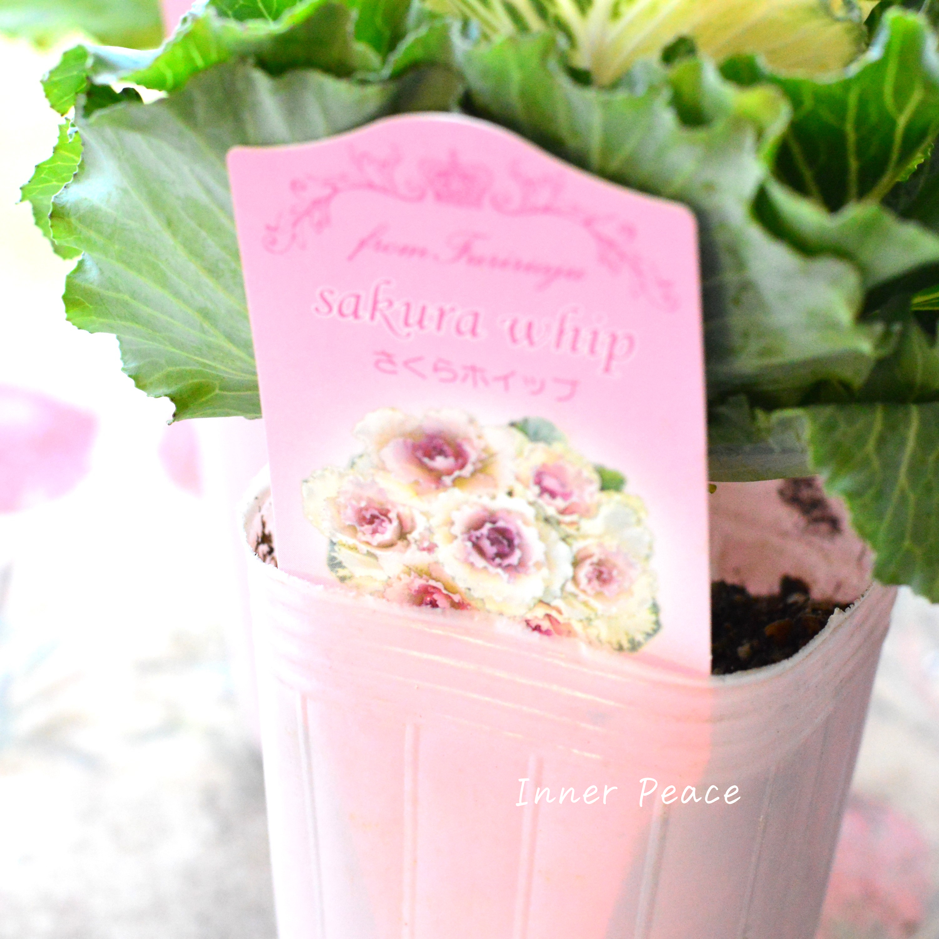 【かわいい】 葉牡丹 『さくらホイップ』 2.5寸ロングPOT