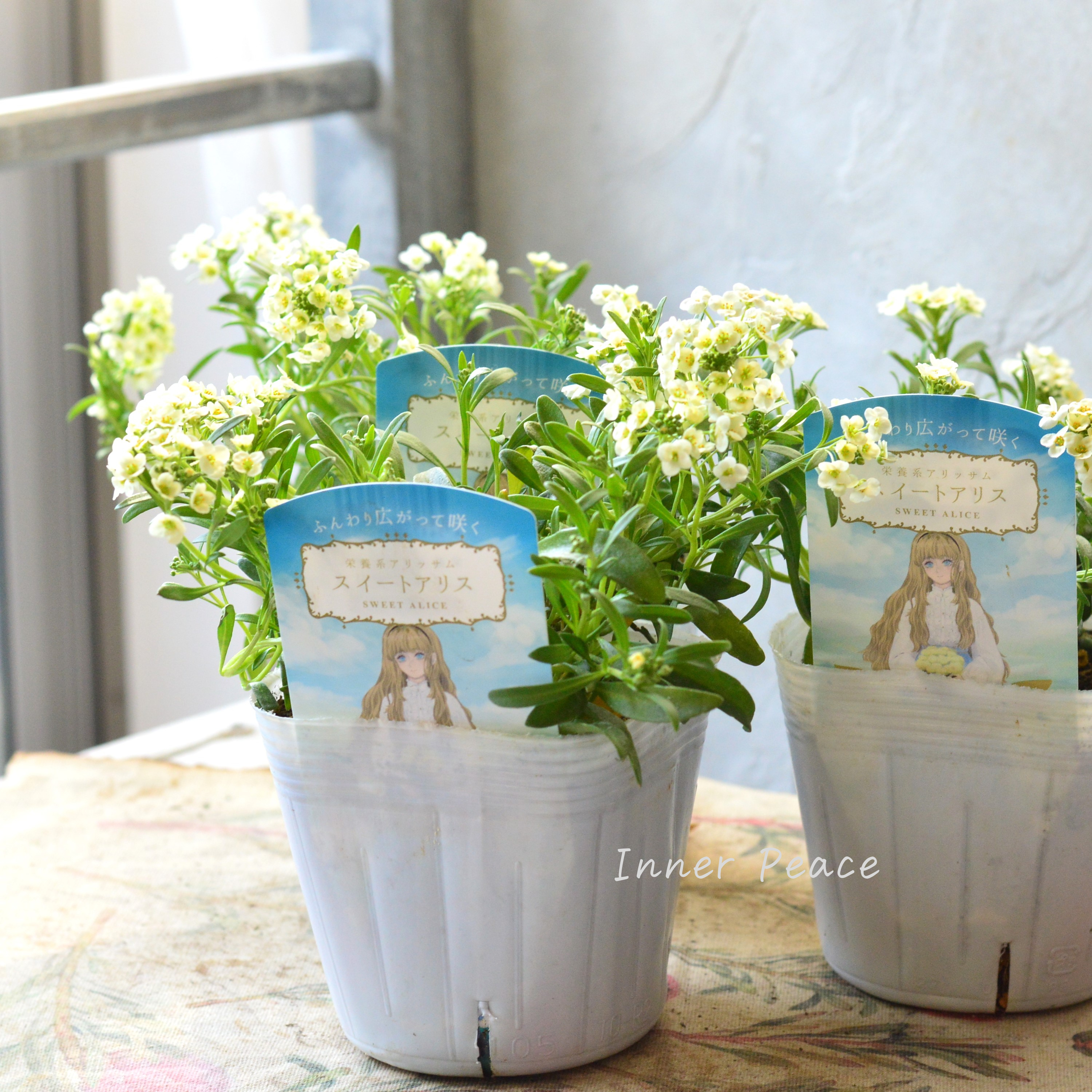 【栄養系】 スイートアリッサム 『スイートアリス・シャンパン』 3.5寸POT