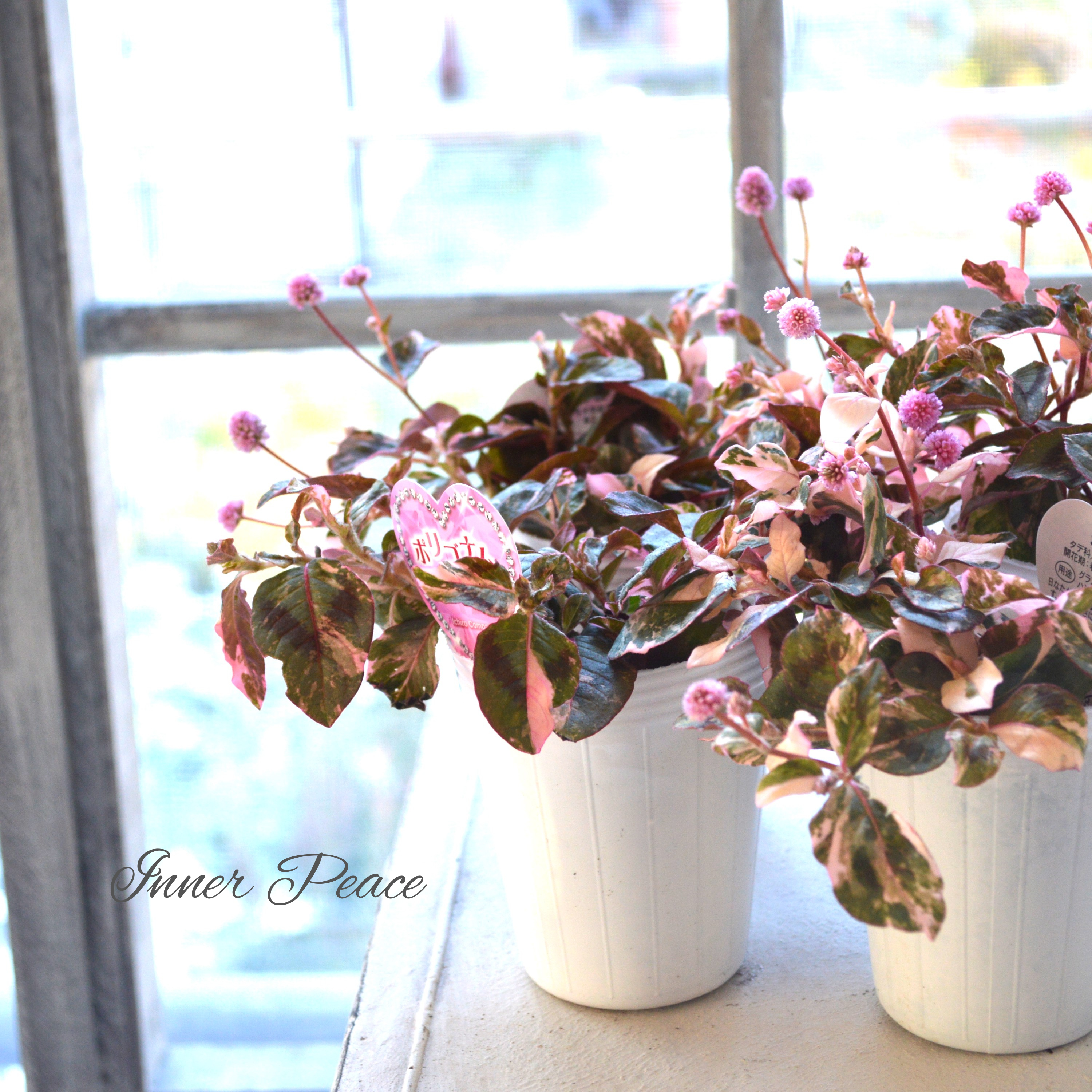 【斑入り】 ポリゴナム 『セレブピンク』 2.5寸POT