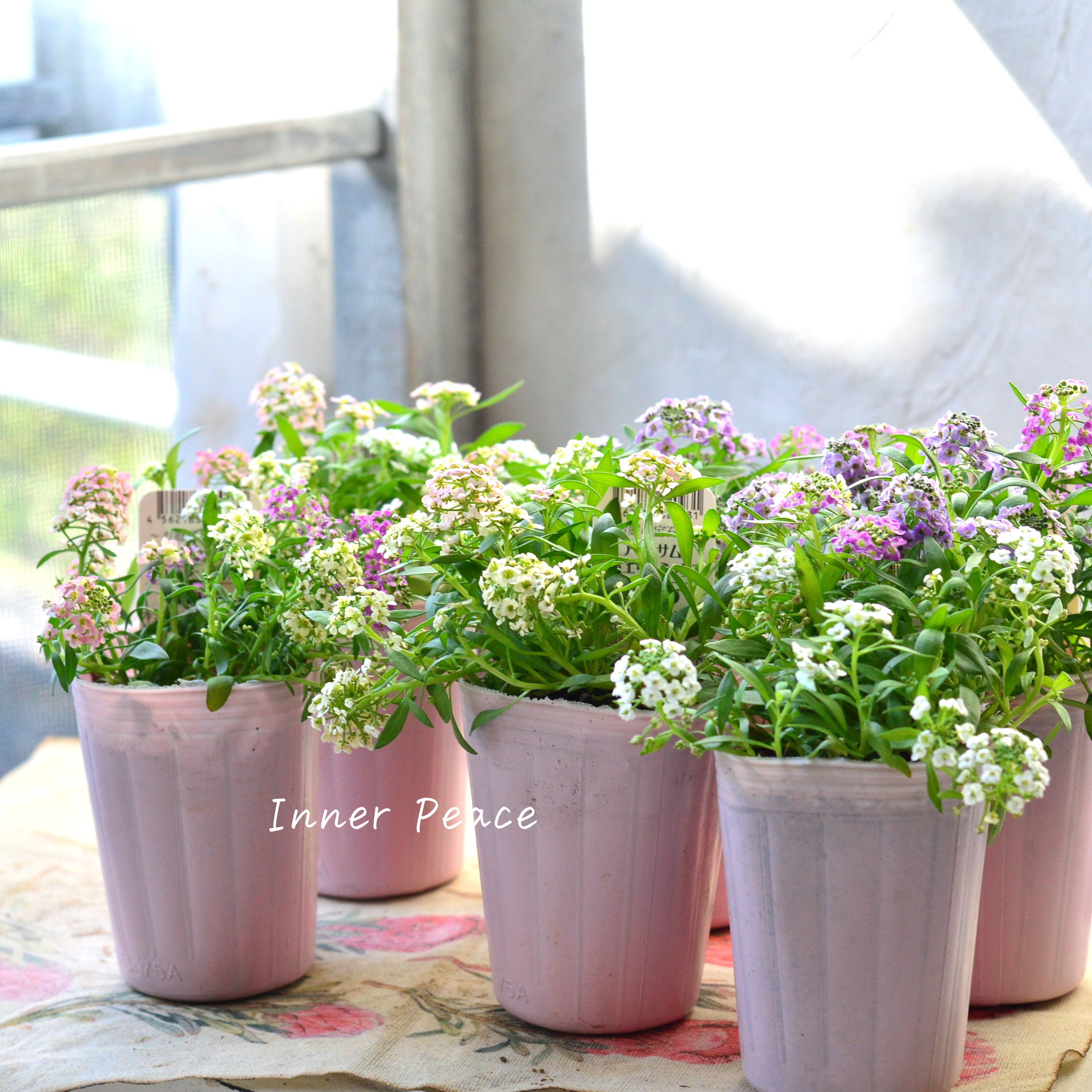 【ミックス】 スイートアリッサム 『ジュエリーミックス』 2.5寸ロングPOT