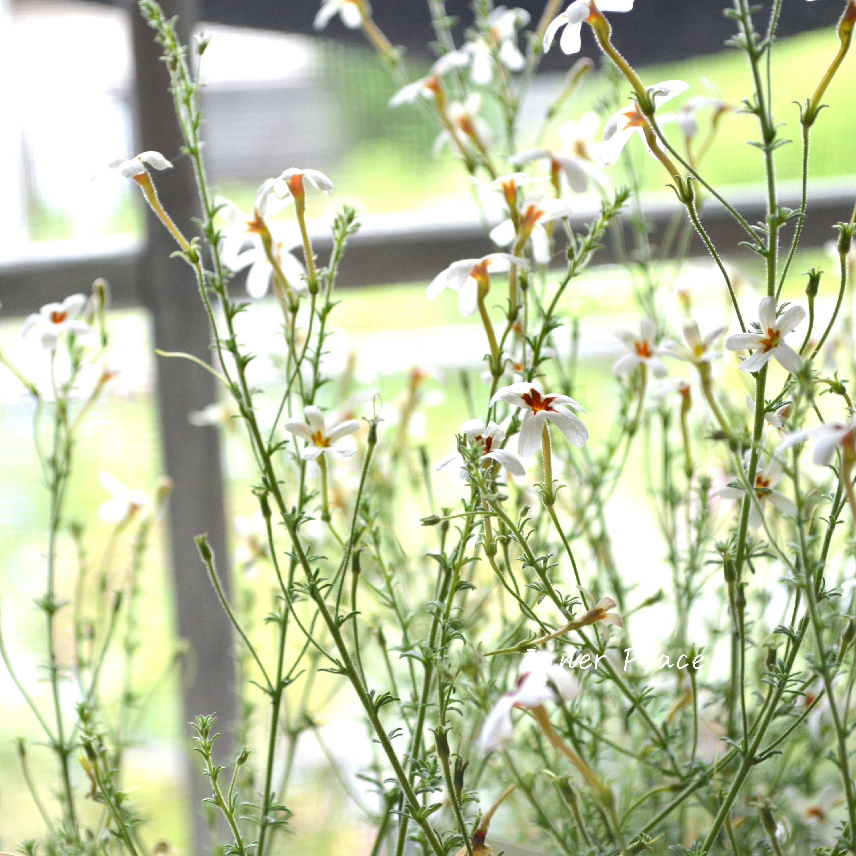 【暑さに強い】 ジャメスブリテニア 『ソフィー』 3寸POT