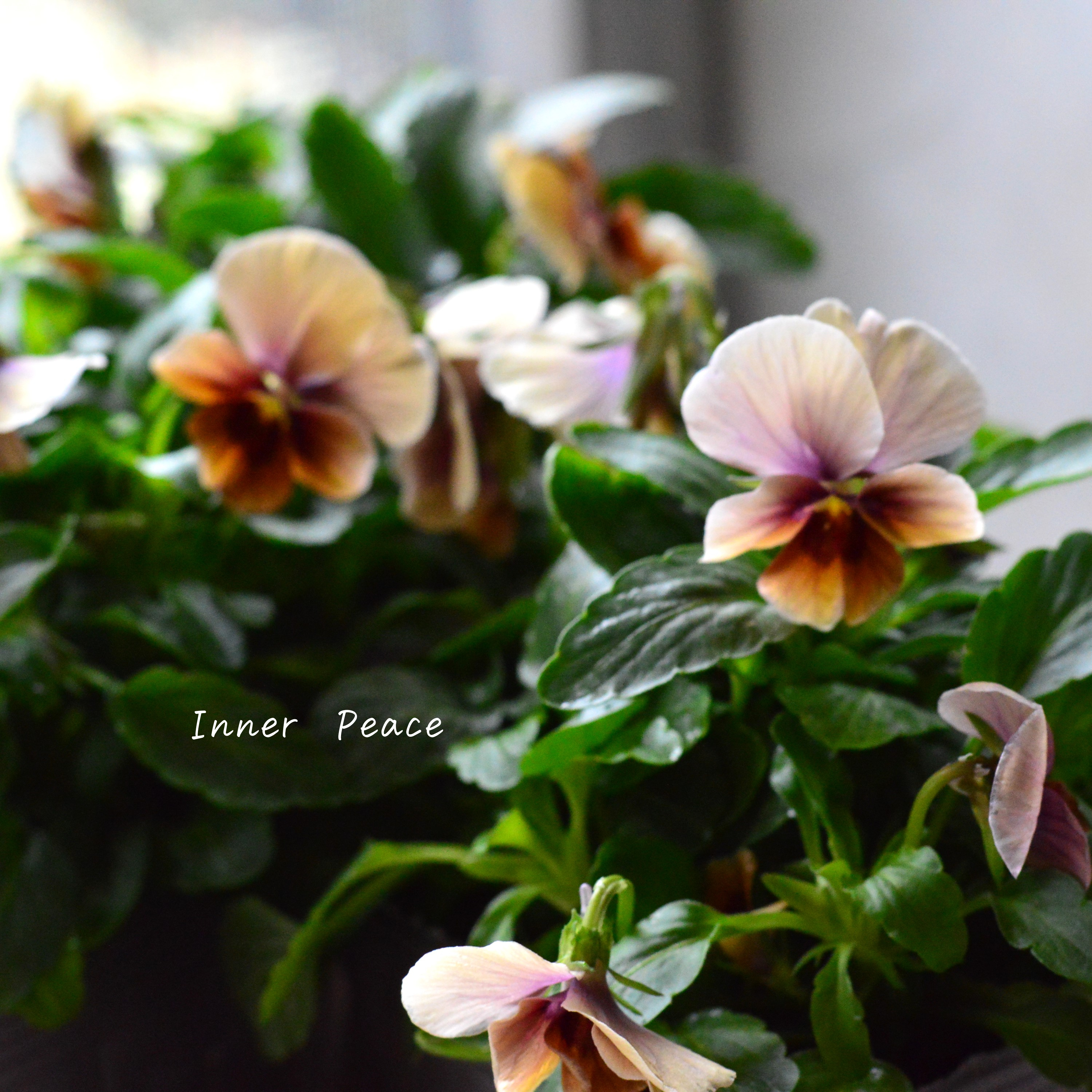 【tef*tef*さんオリジナルビオラ】 サンセットグロー 3.5寸POT