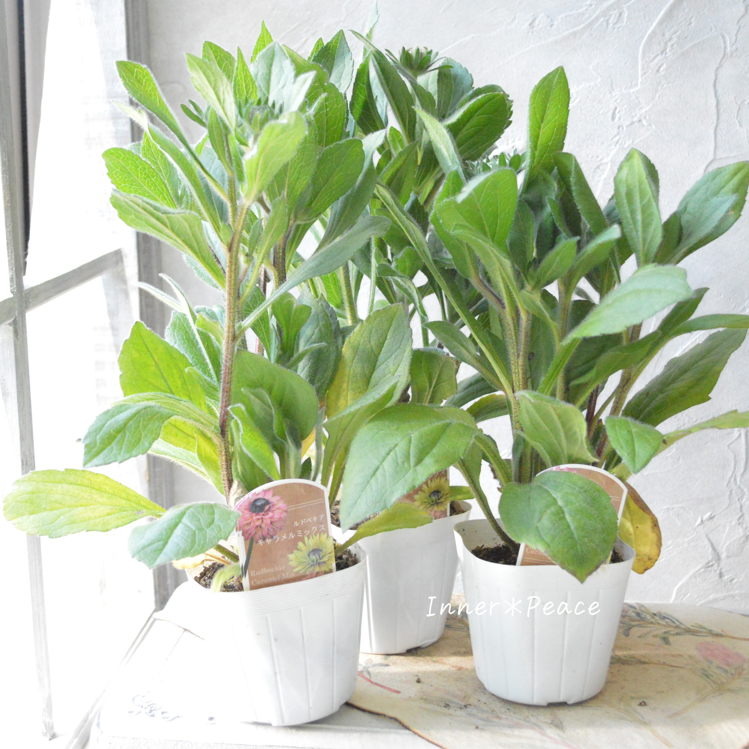 【八重咲き】Sale! ルドベキア 『キャラメルミックス』 3.5寸POT