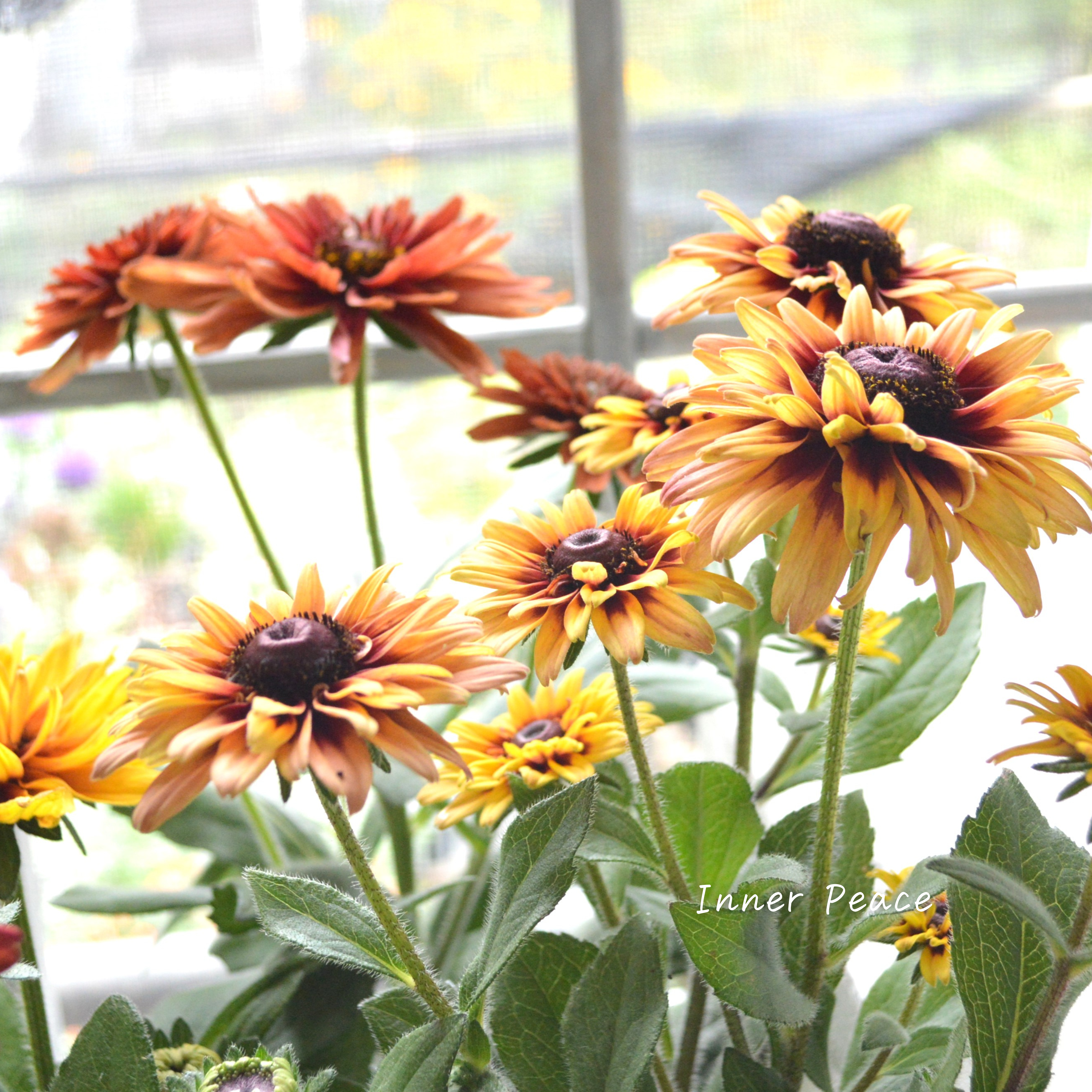 【八重咲き】Sale! ルドベキア 『キャラメルミックス』 3.5寸POT