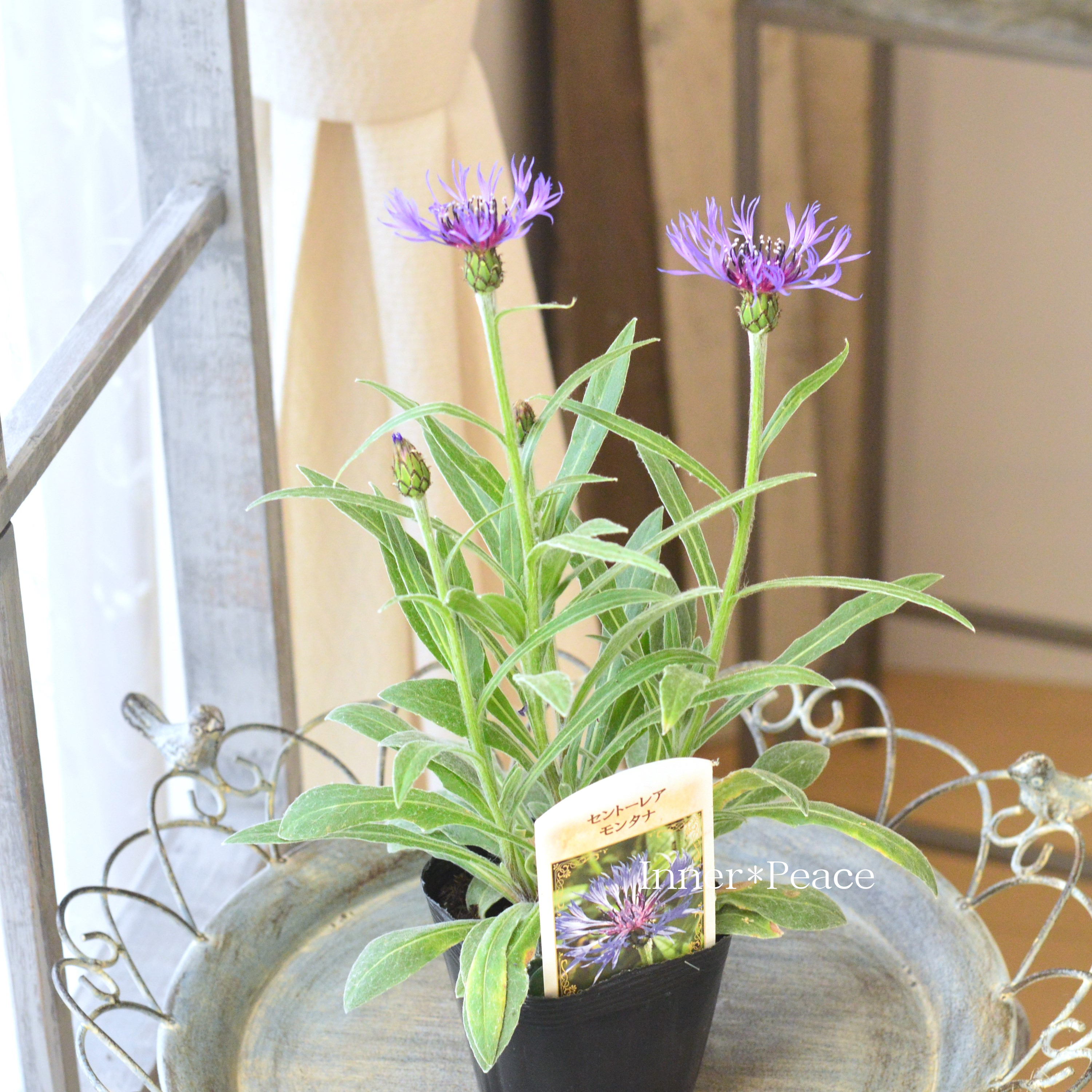 【寒さに強い】 セントーレア 『モンタナ』 3.5寸POT