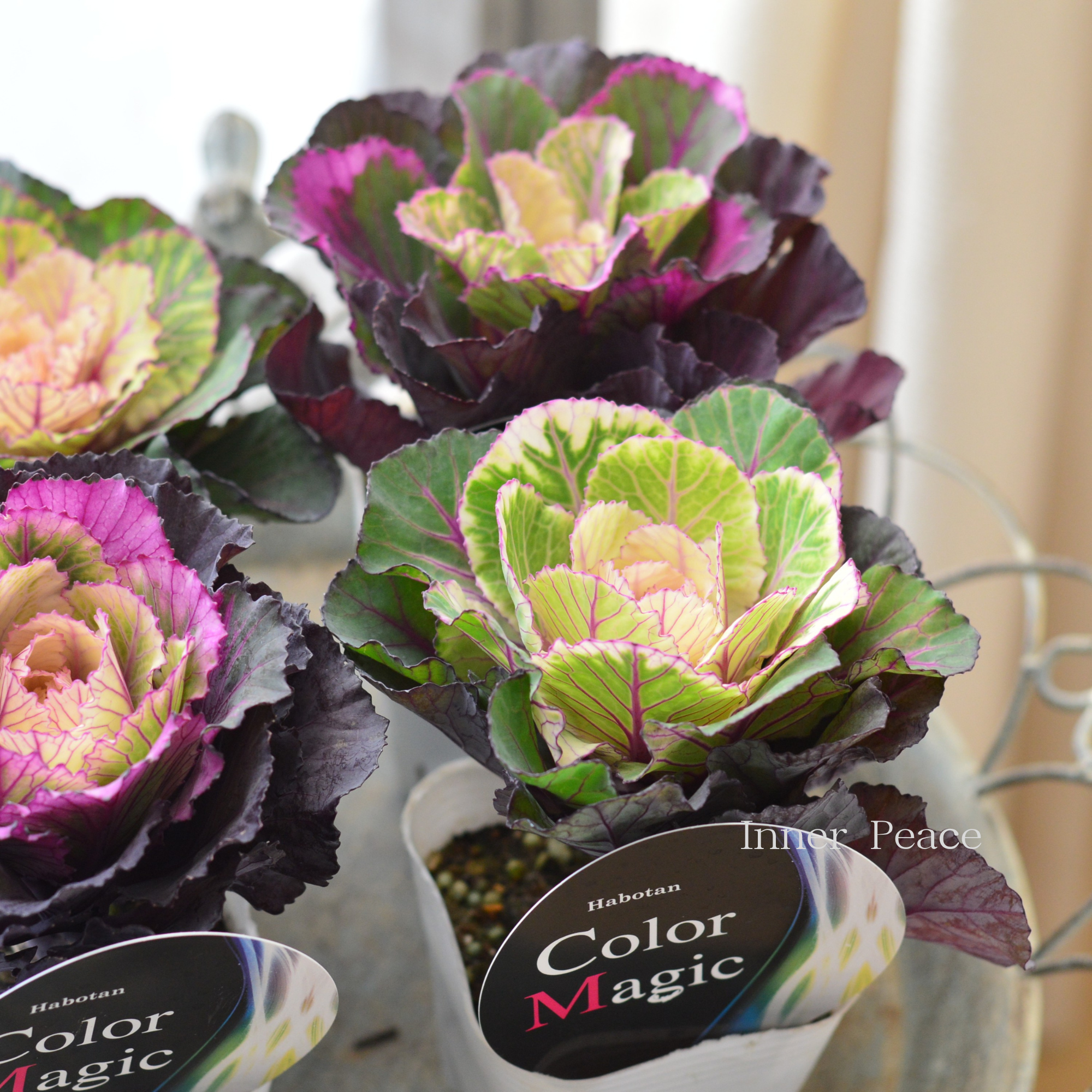 【美しい】 葉牡丹 『カラーマジック・丸葉』 3寸POT