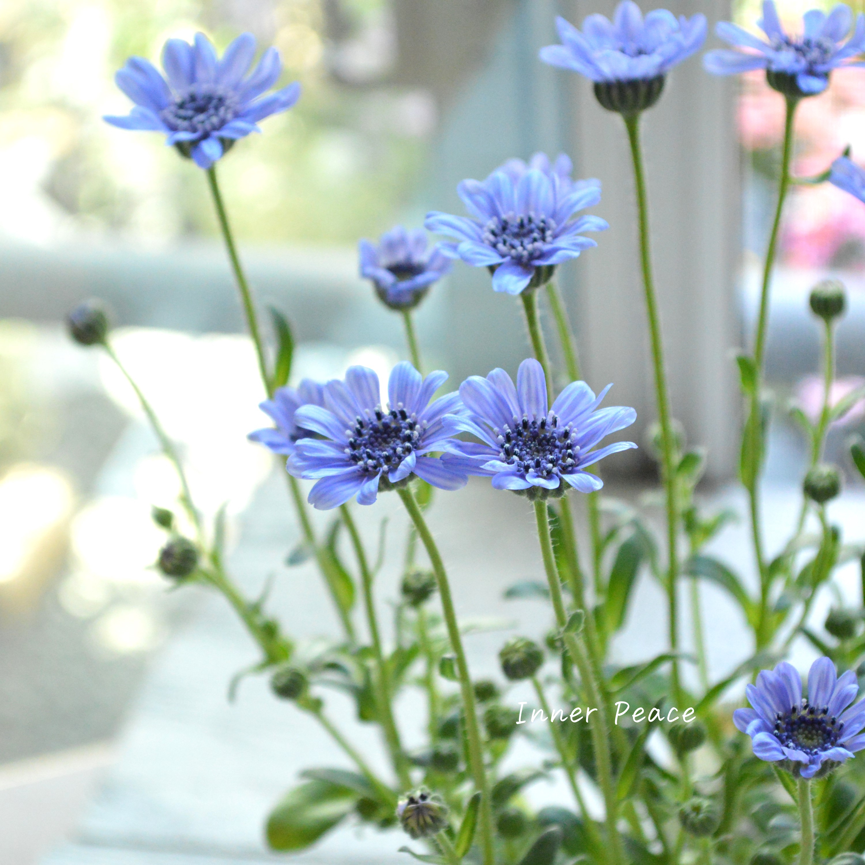 【美しい】 フェリシア 『スプリングメルヘン・ブルー』 3寸POT