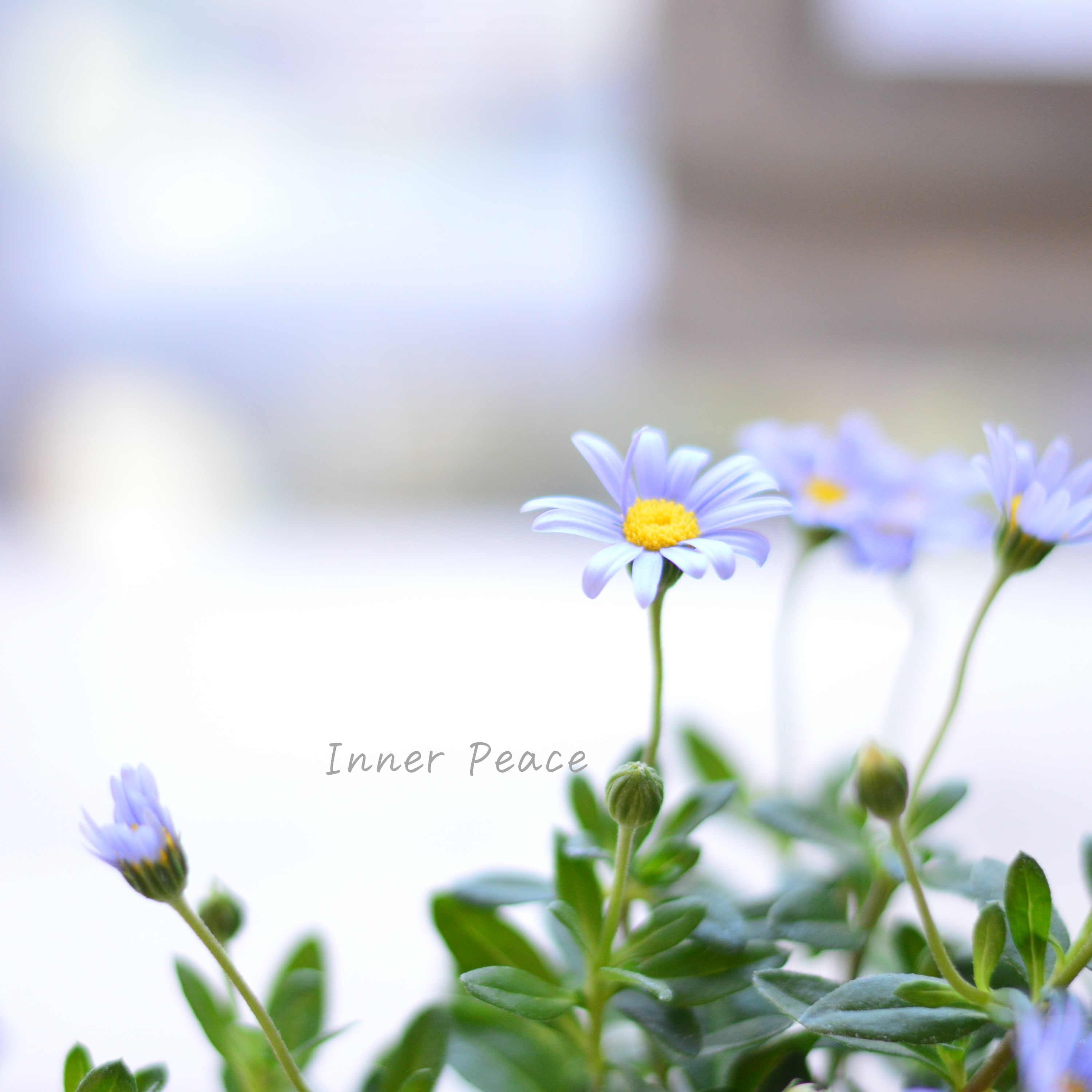 【美しい】 フェリシア 『フェリシティブルー』 3寸POT