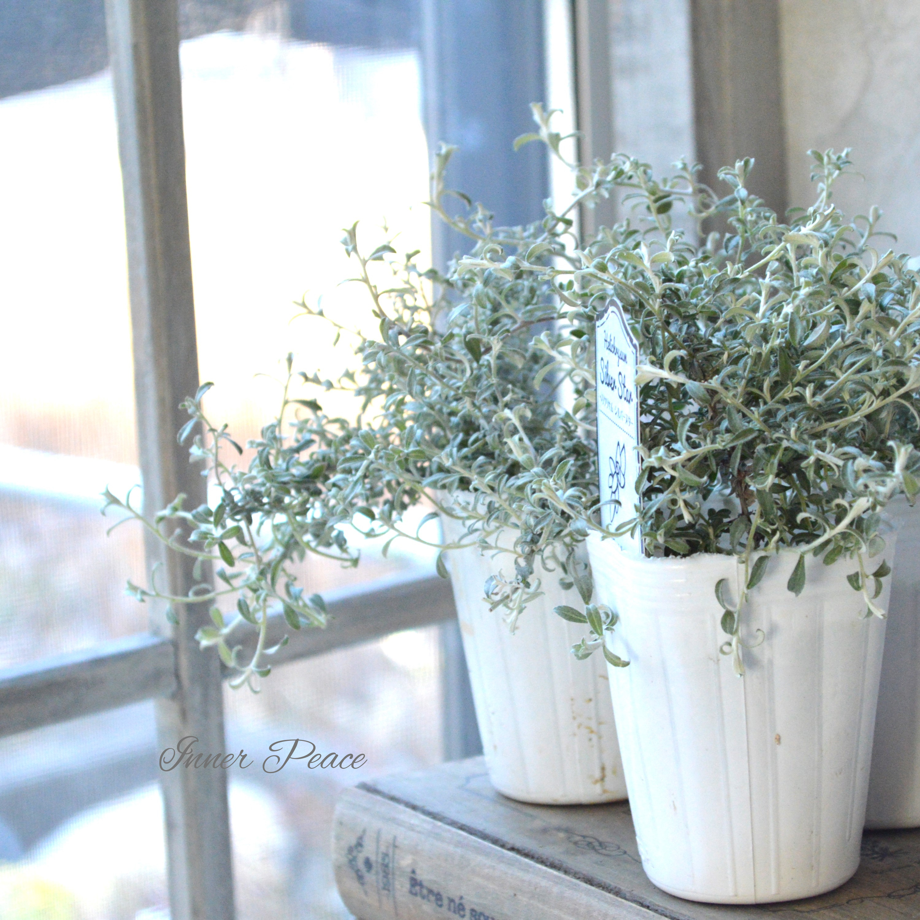 【美しい】 ヘリクリサム 『シルバースター』 2.5寸POT