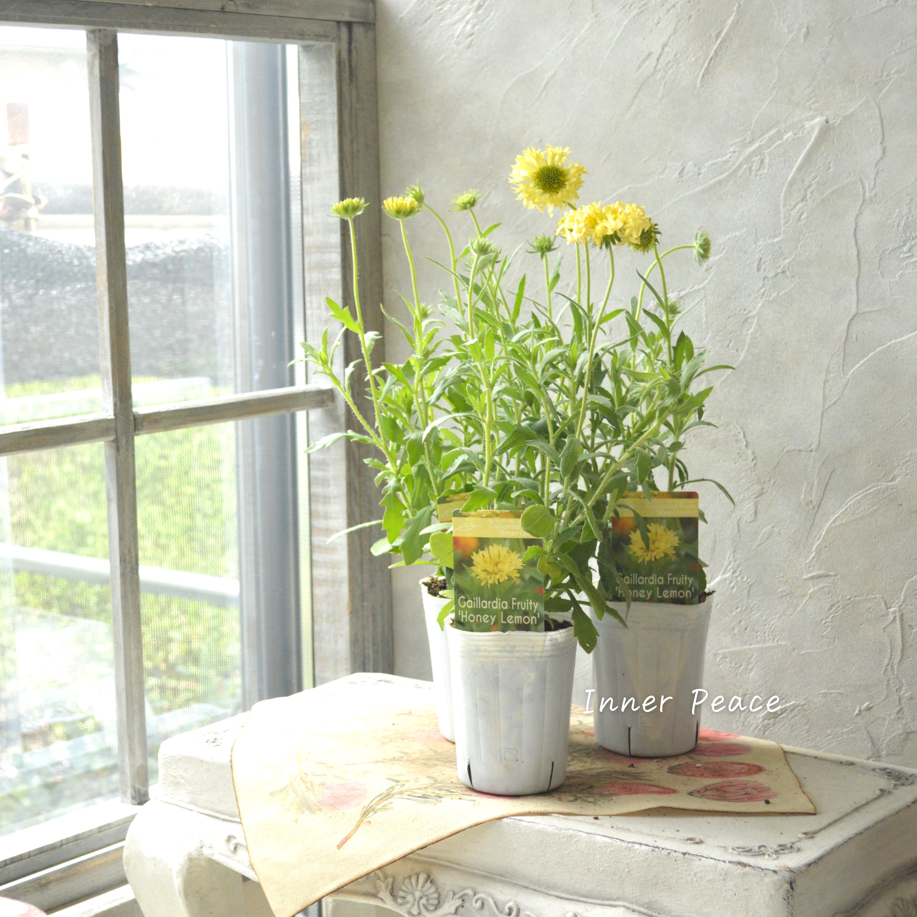 【人気】 ガイラルディア 『フルーティ・ハニーレモン』 3寸ロングPOT