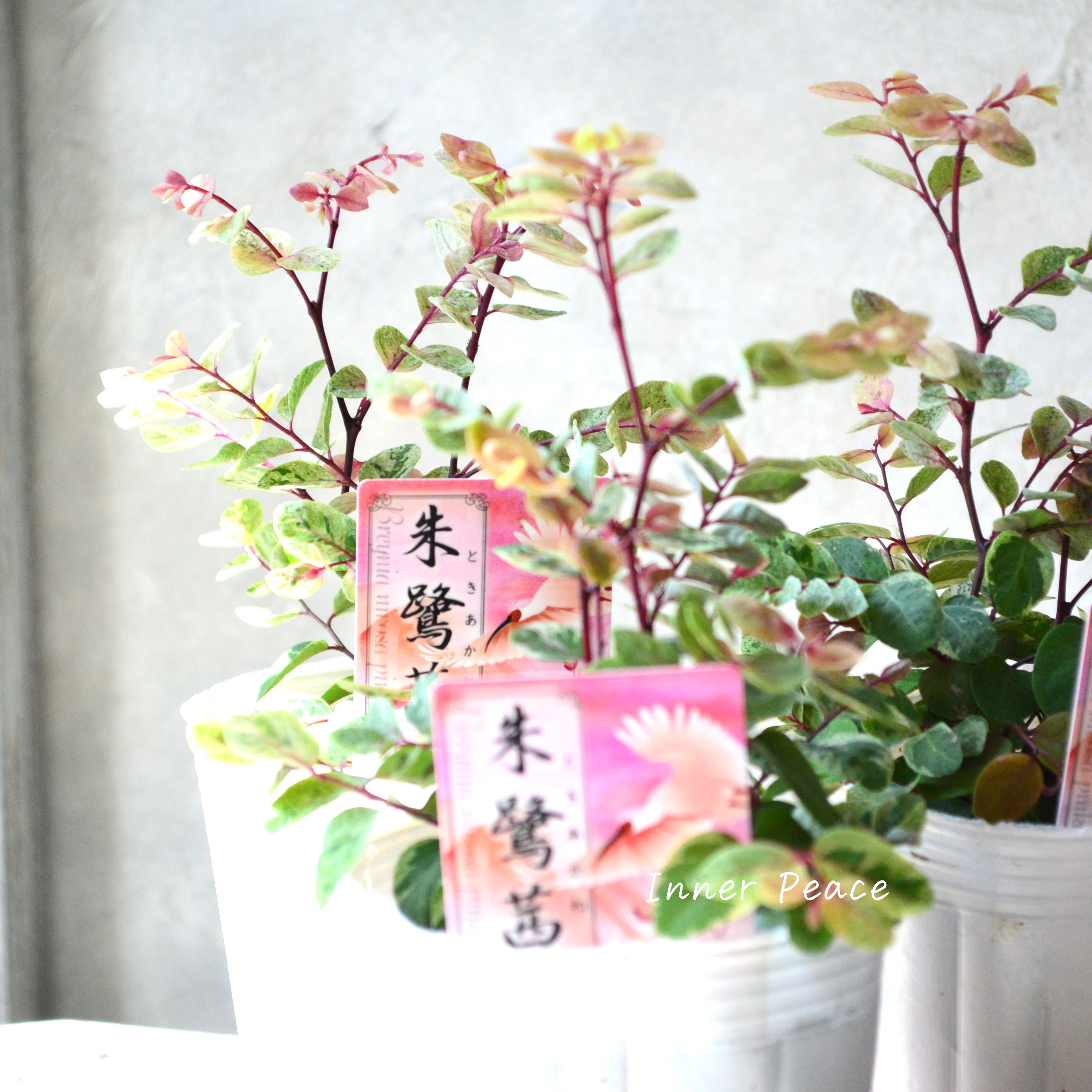 【美しい】 ブライニア(洋種小判の木) 『朱鷲茜~トキアカネ~』 2.5寸~3寸POT