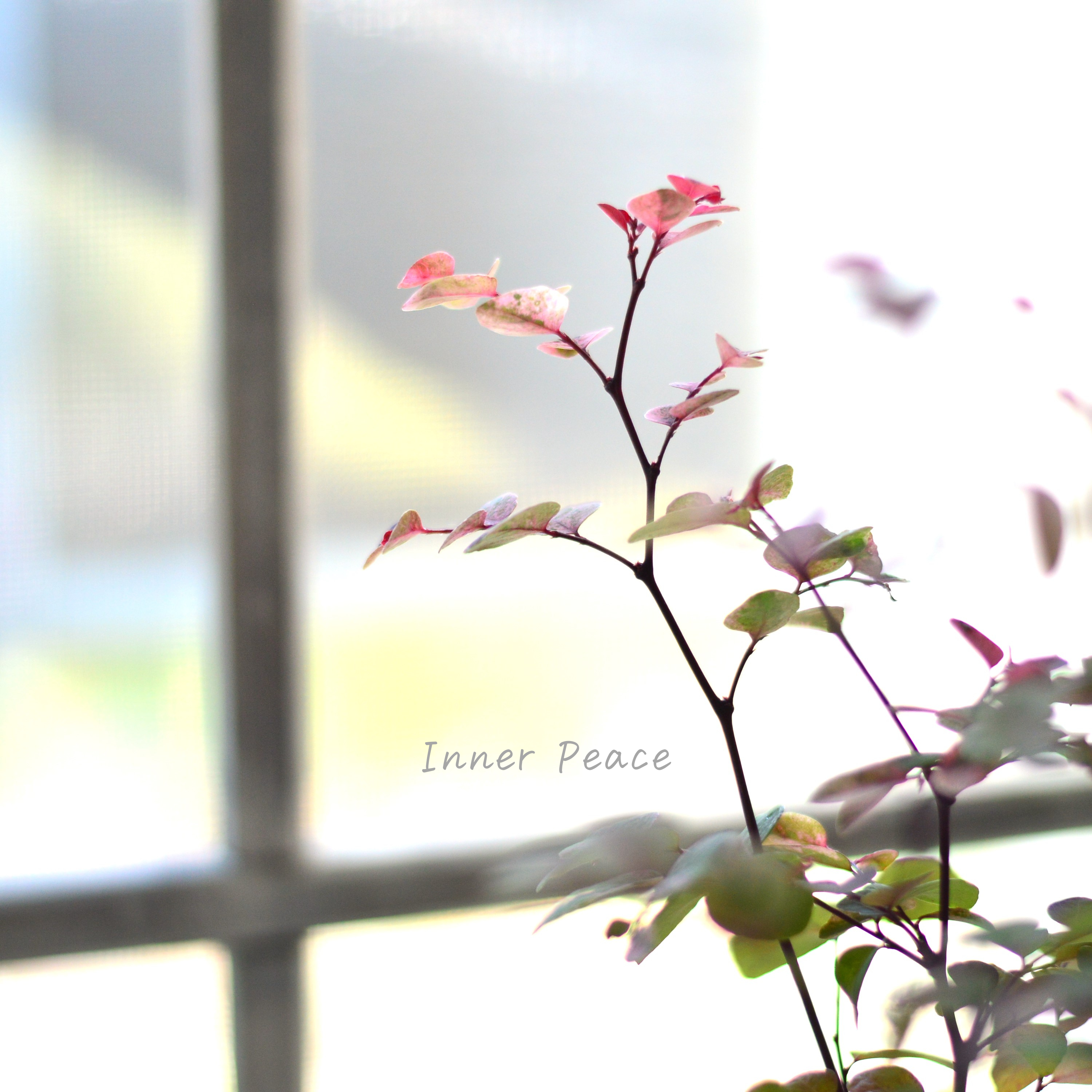 【美しい】 ブライニア(洋種小判の木) 『朱鷲茜~トキアカネ~』 2.5寸~3寸POT