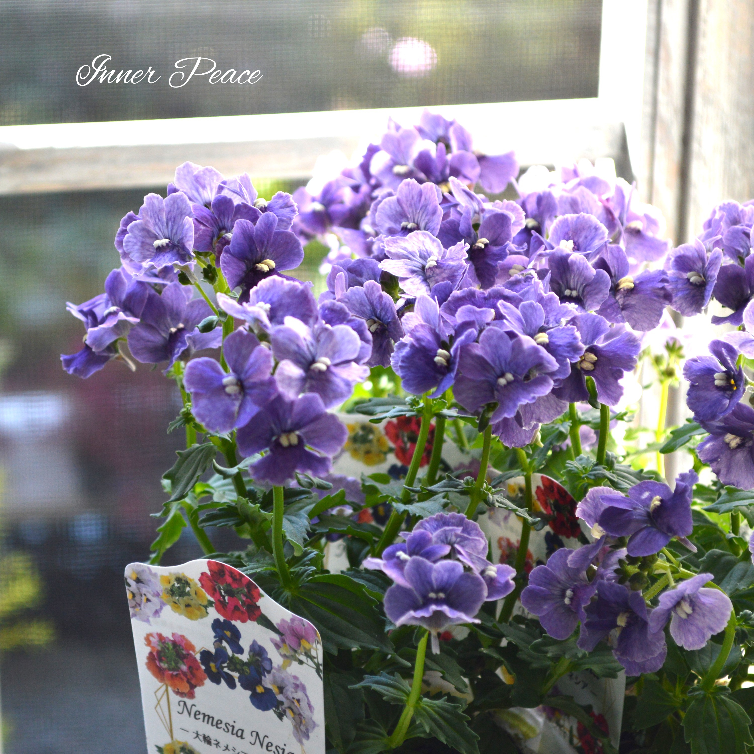 【宿根】 大輪ネメシア・ネシア 『デニム』 3.5寸POT