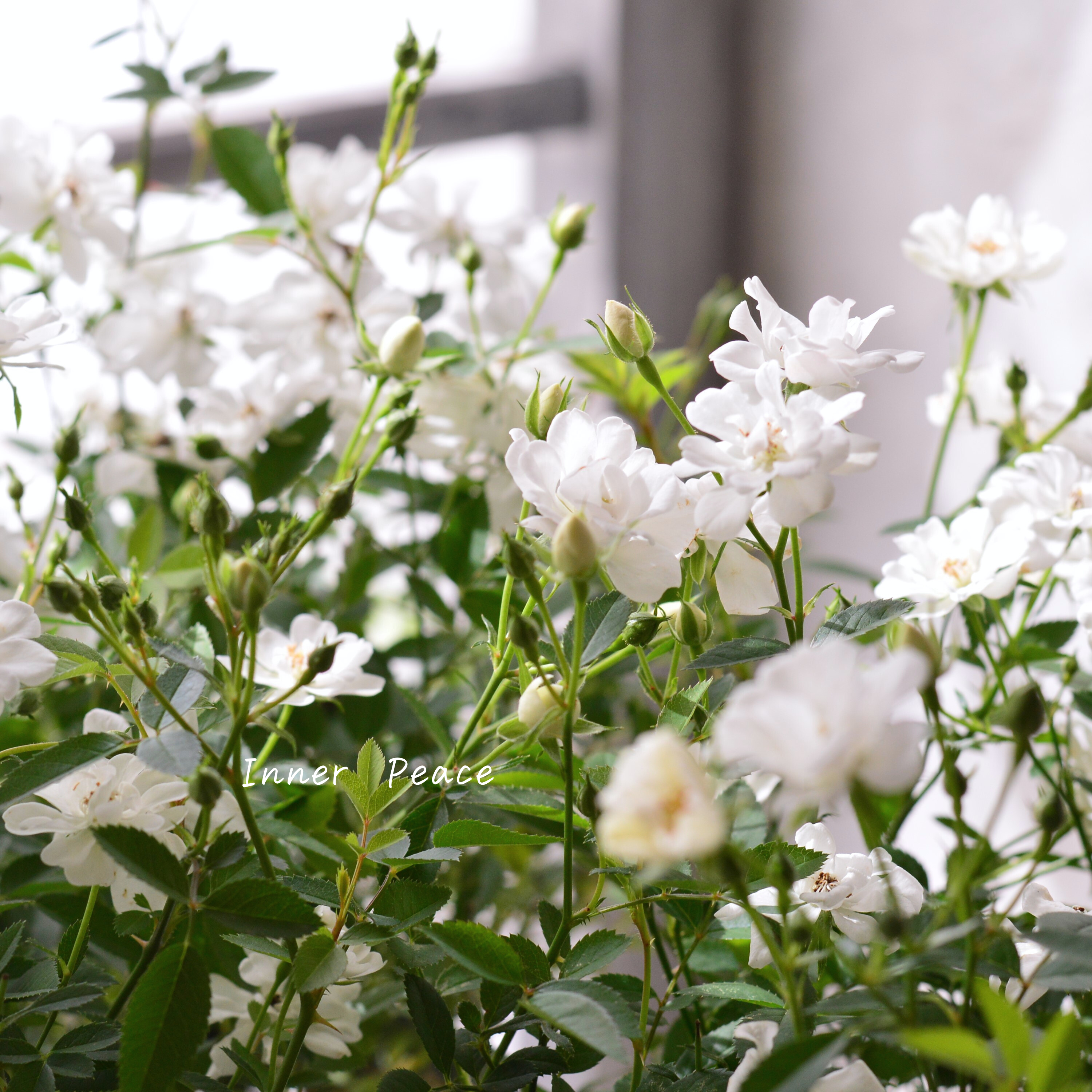 【四季咲き】 ミニ薔薇 『レンゲローズ・白』 3寸POT