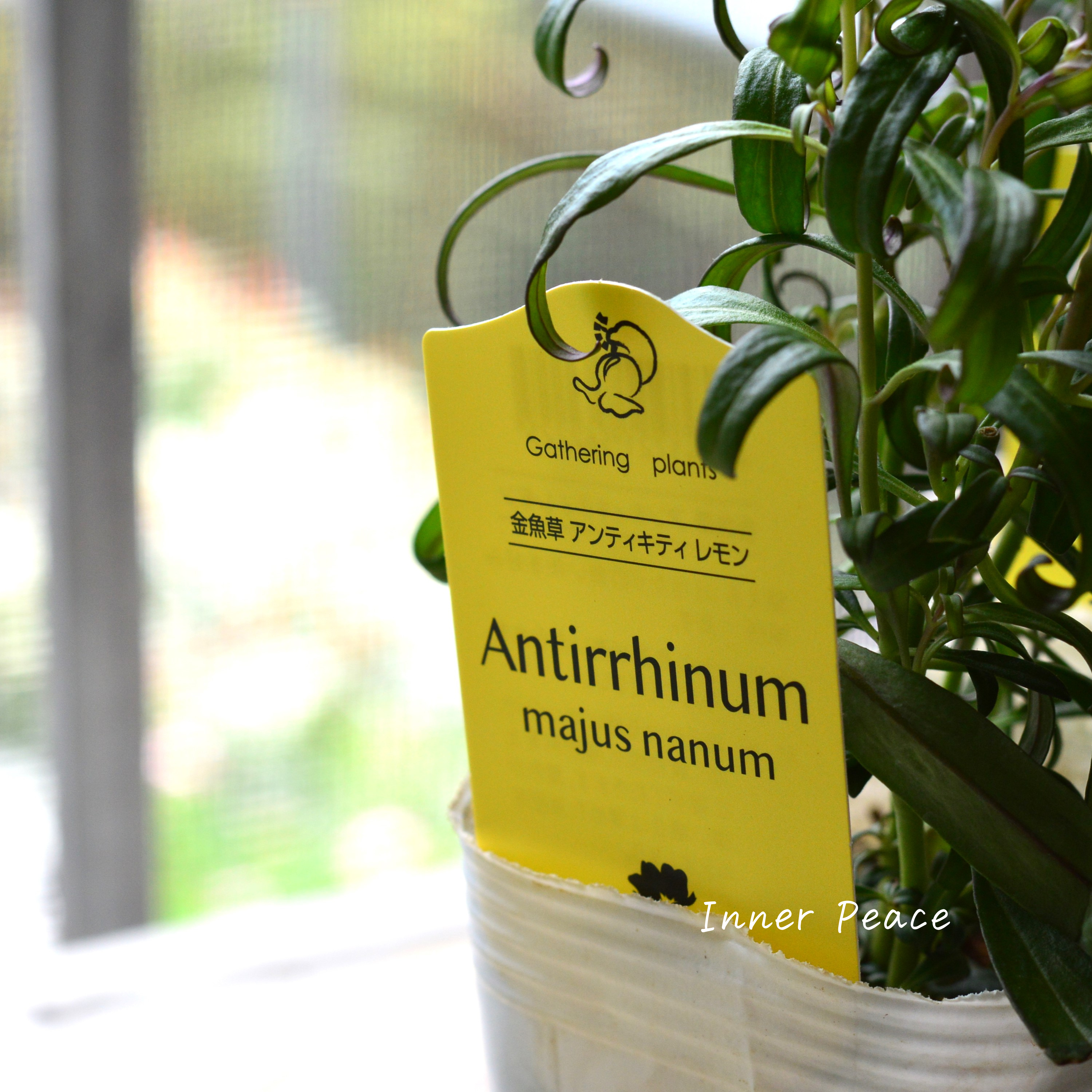 【かわいい】 キンギョソウ 『アンティキティ レモン』 3寸POT