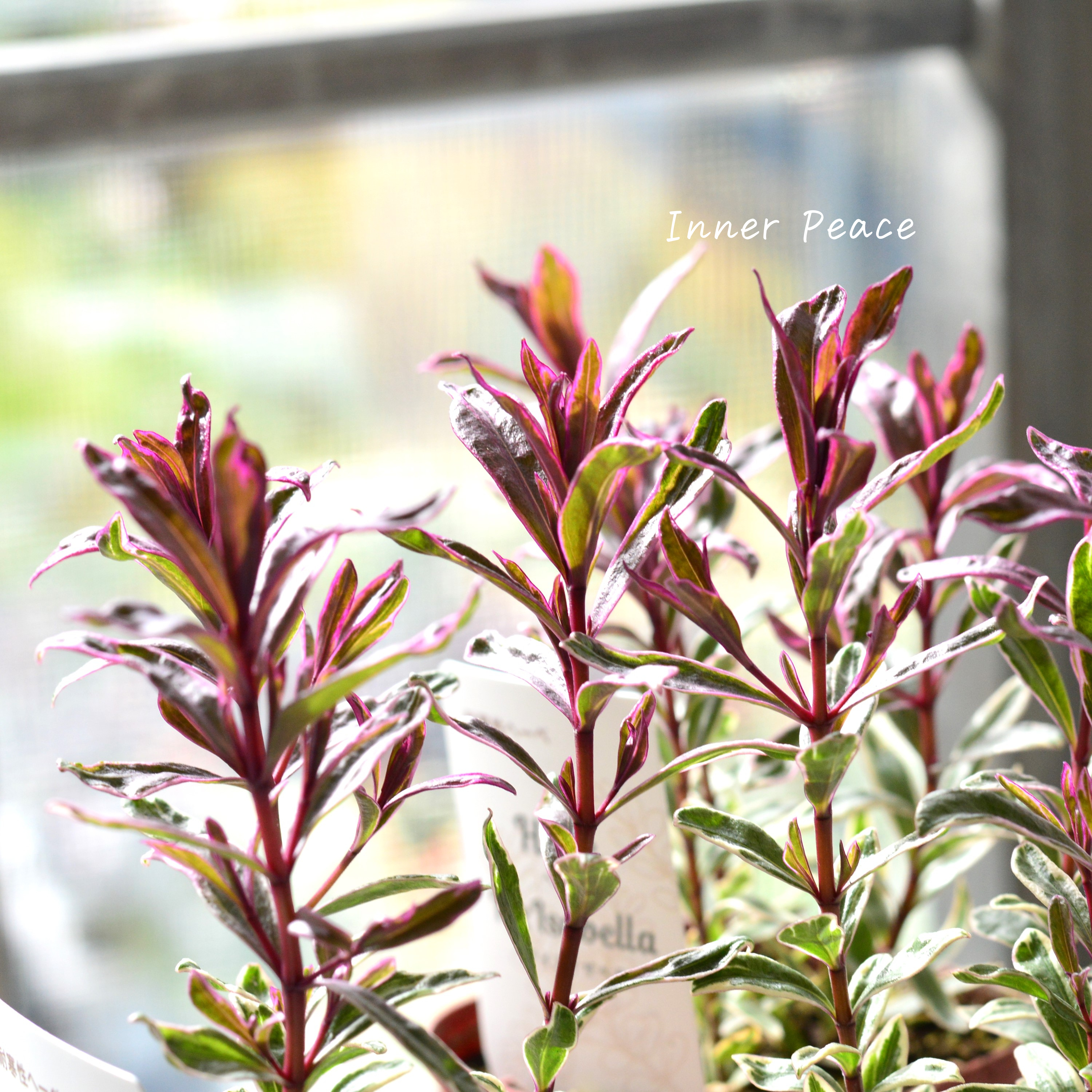 【寄せ植えに】 ヘーベ アイスイザベラ 3寸ロングPOT