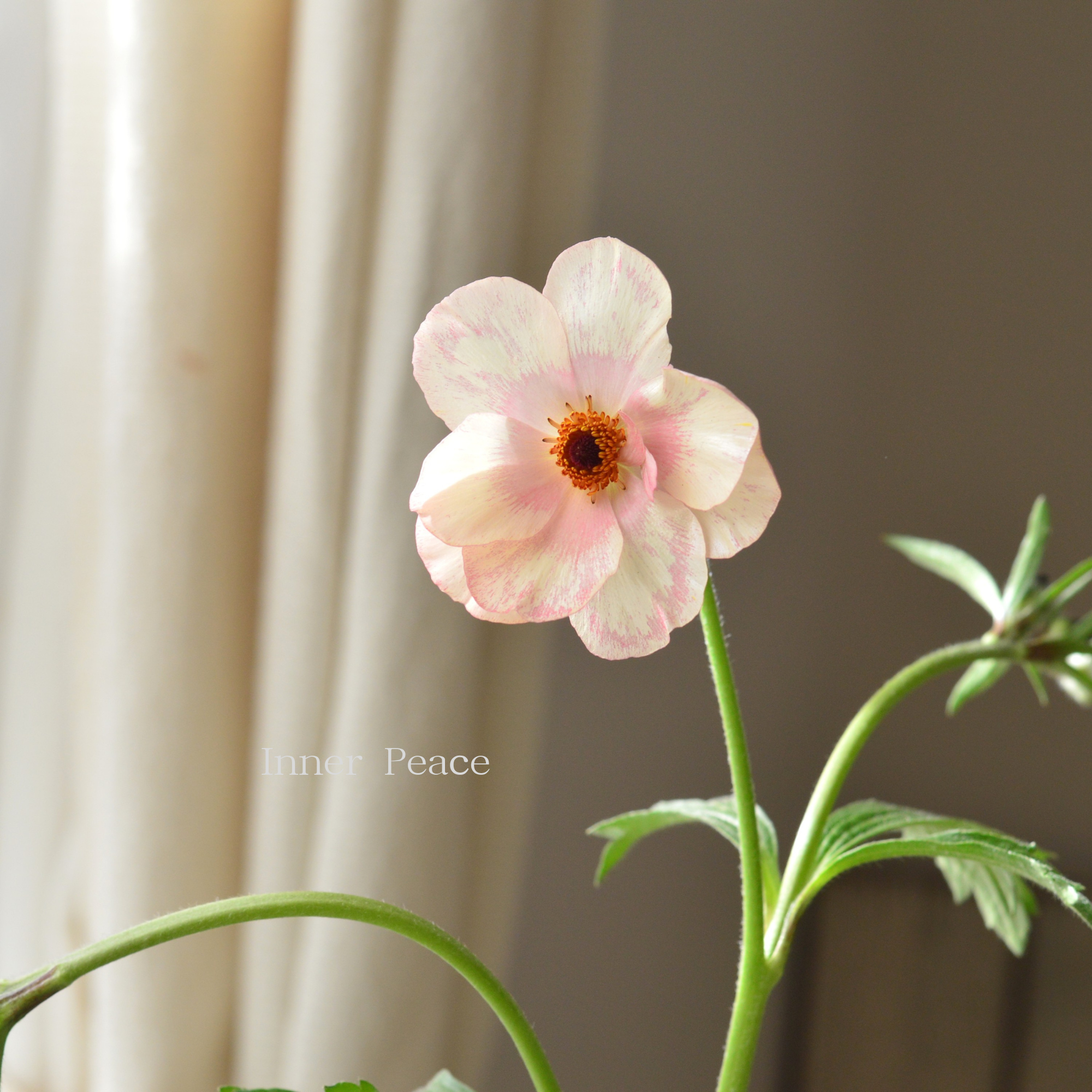 【美しい】 ラナンキュラス・ラックス 『メリッサ』 4寸POT