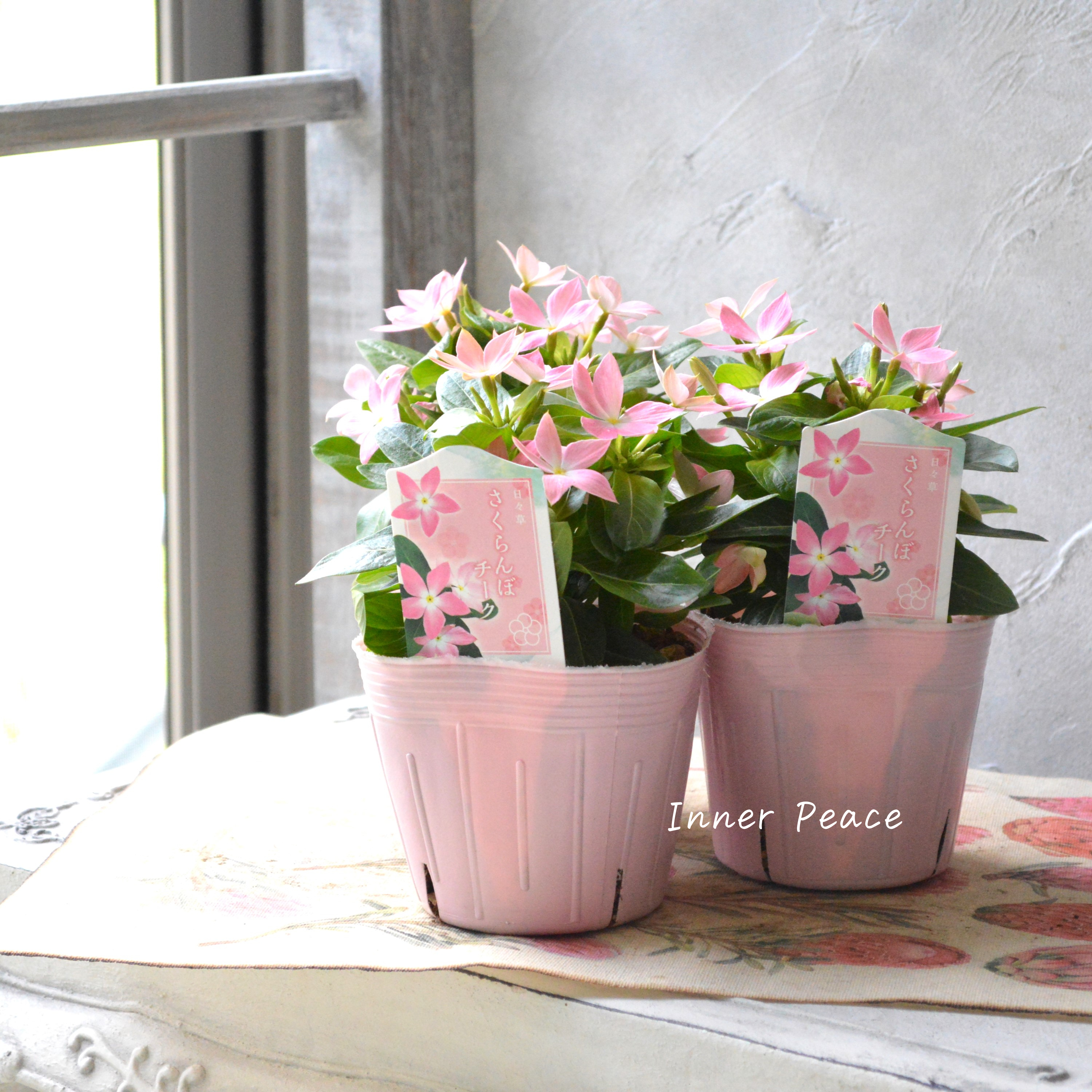 【サトウ園芸さん】 ニチニチソウ 『さくらんぼチーク』 3.5寸POT