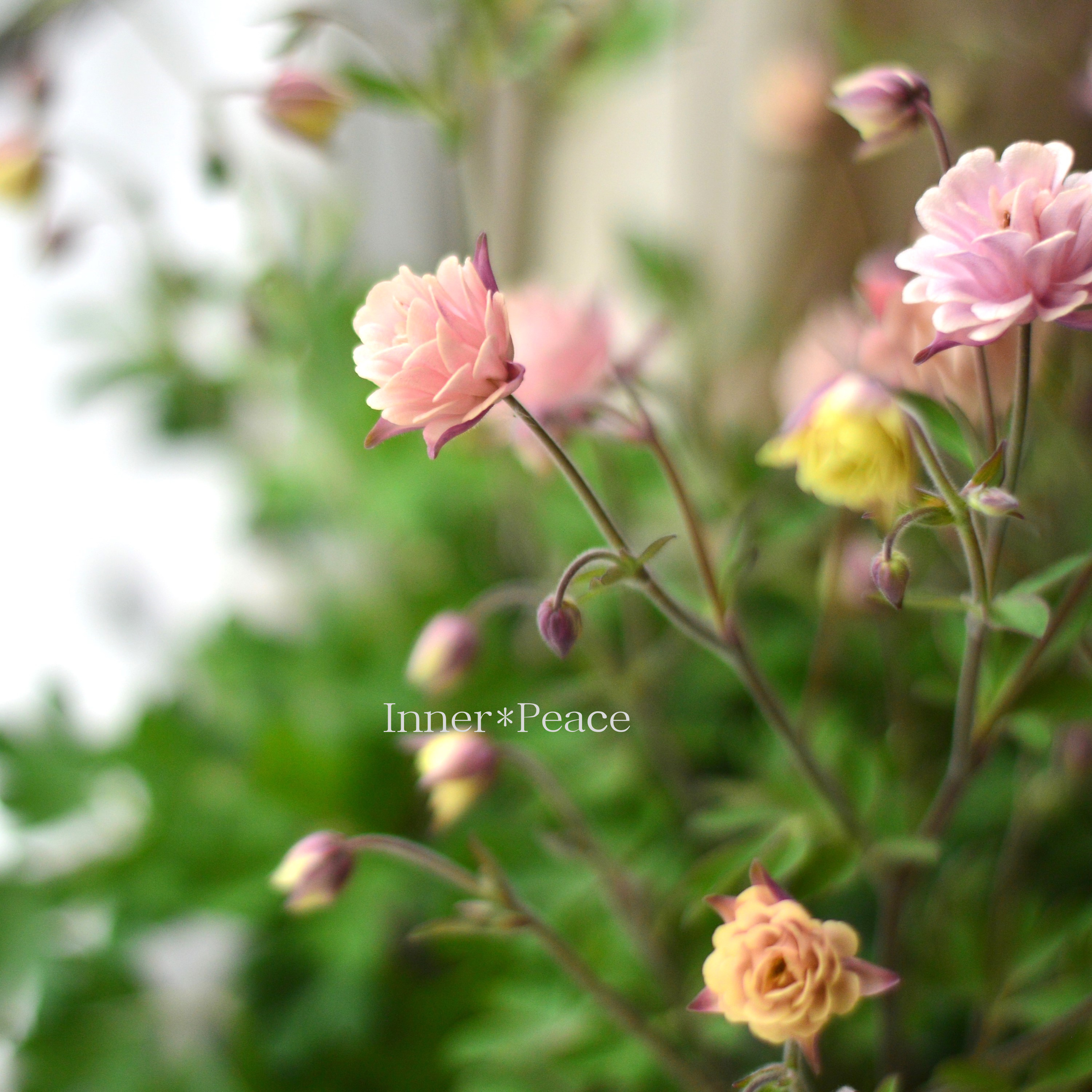 【tef*tef*さんオリジナル】 八重咲きオダマキ 『クラシカルセピア』 3.5寸ロングPOT