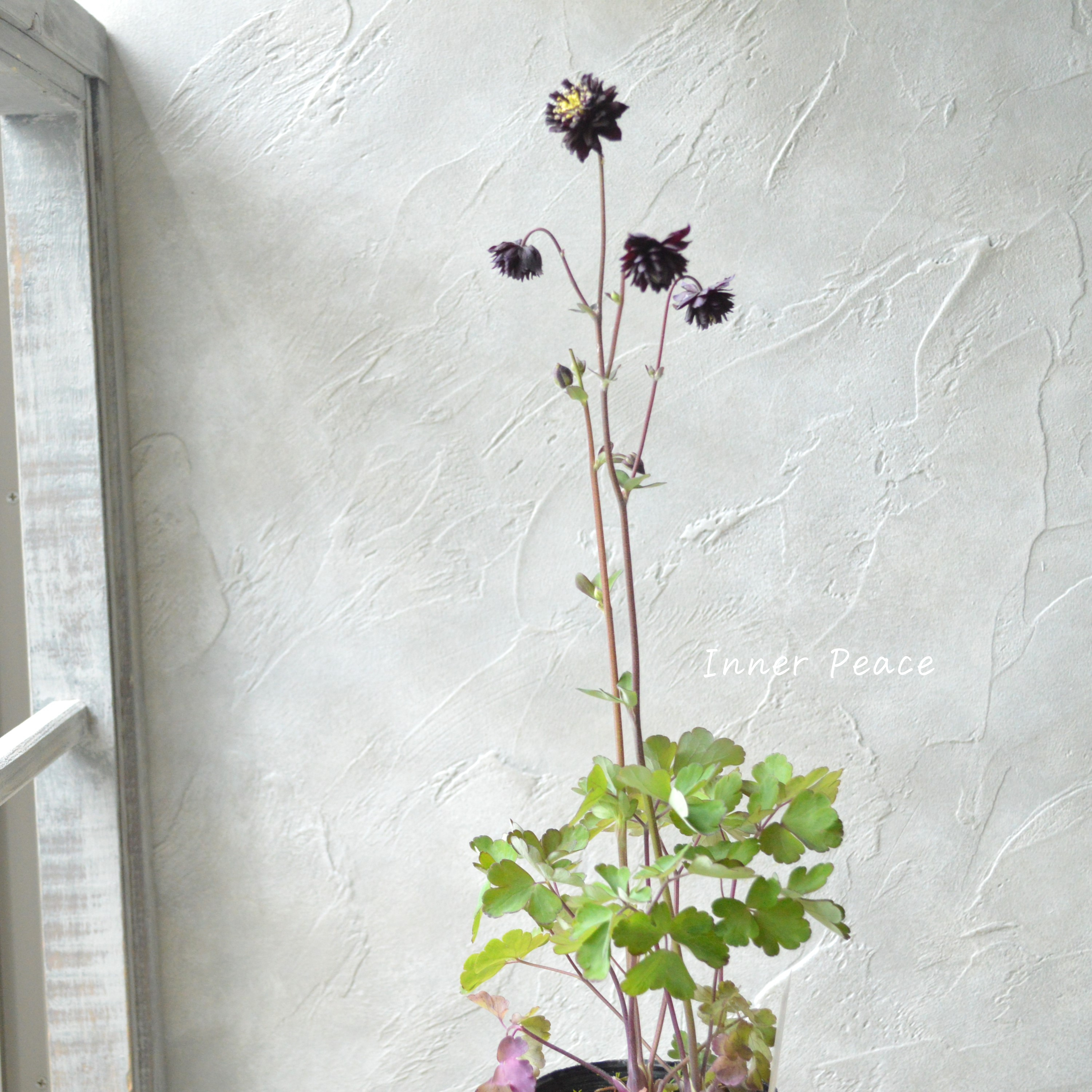 【八重咲き】 西洋オダマキ 『バロー・ブラック』 3.5寸POT