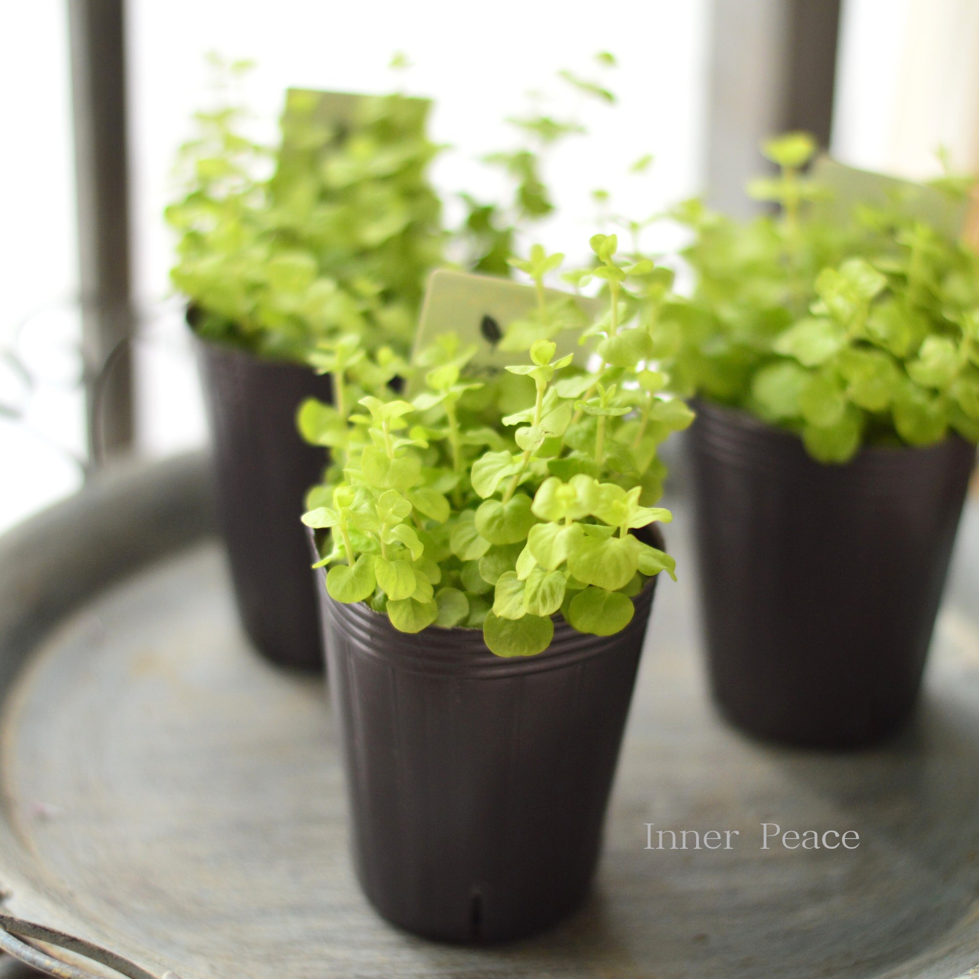 【分割できる】 リシマキア 『ヌムラリア・オーレア』 2.5寸ロングPOT