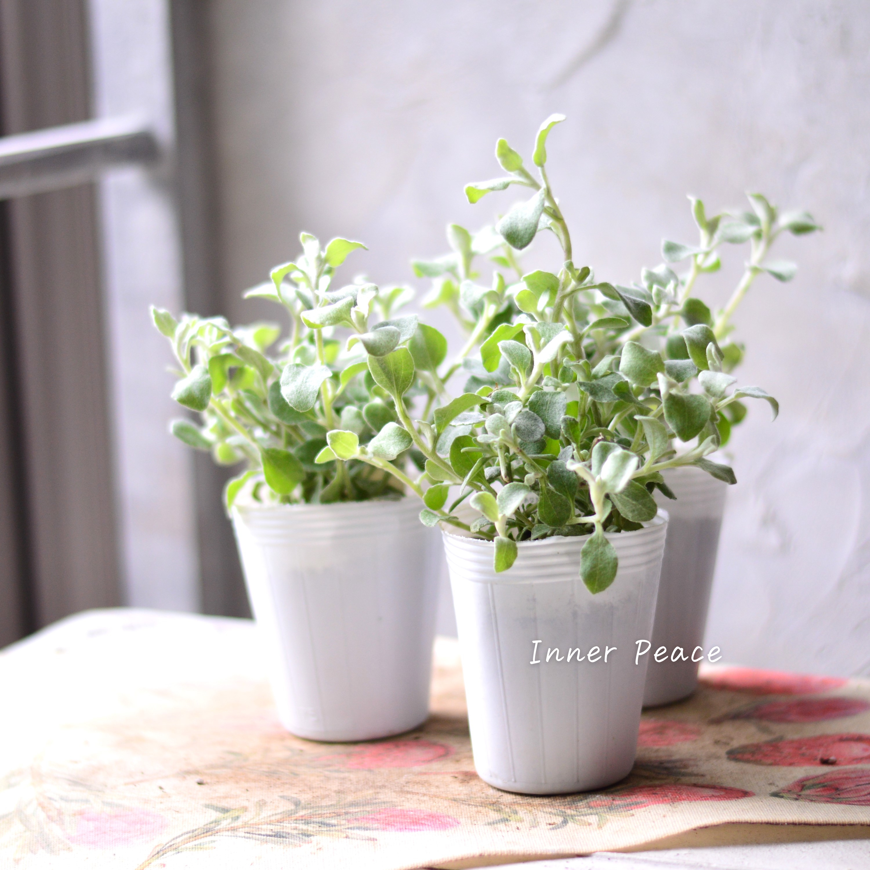 【2分割できる】 ヘリクリサム 『ペティオラレ』 3寸POT