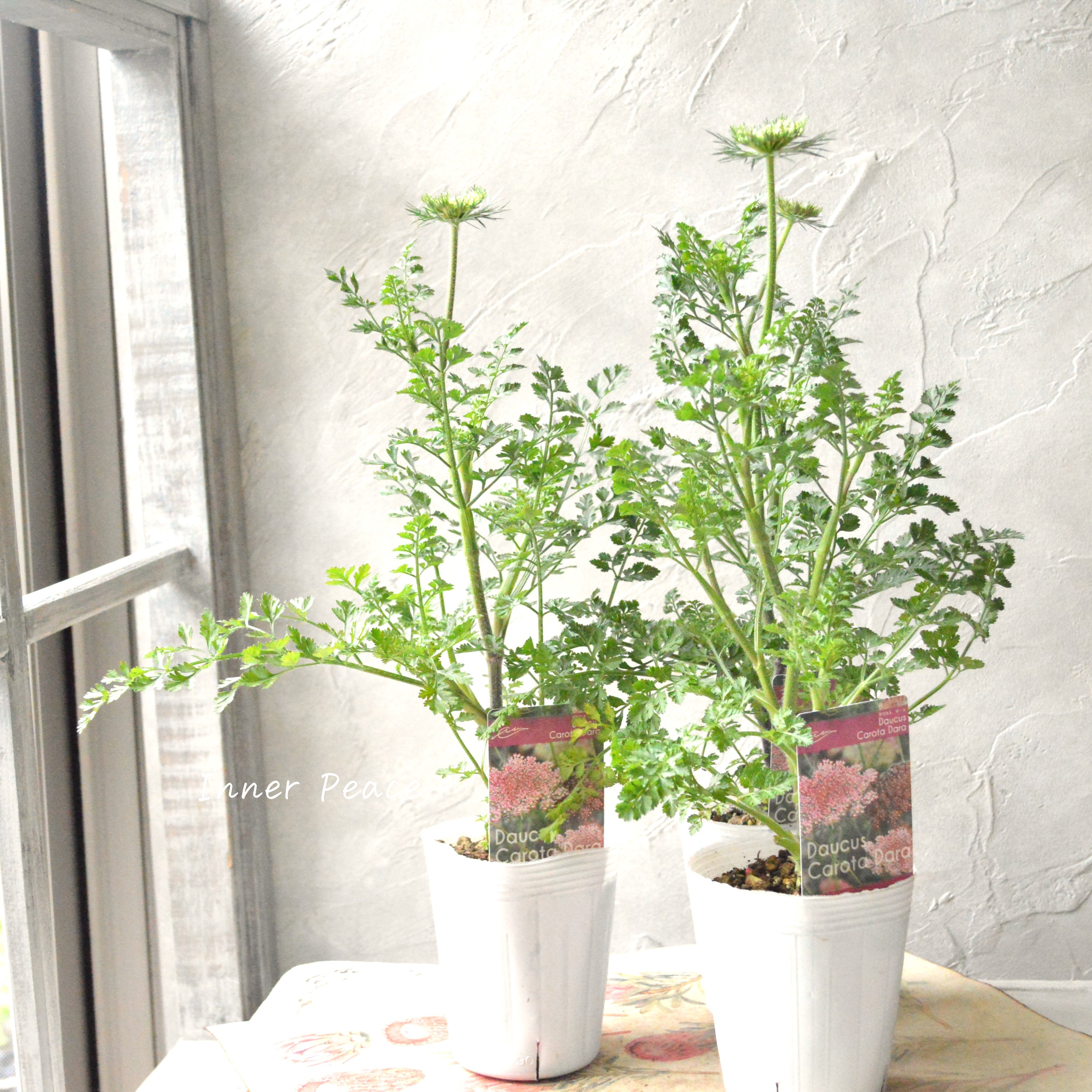 【シック】 ダウカス 『ダーラ』~ブラックレースフラワー~ 3寸ロングPOT