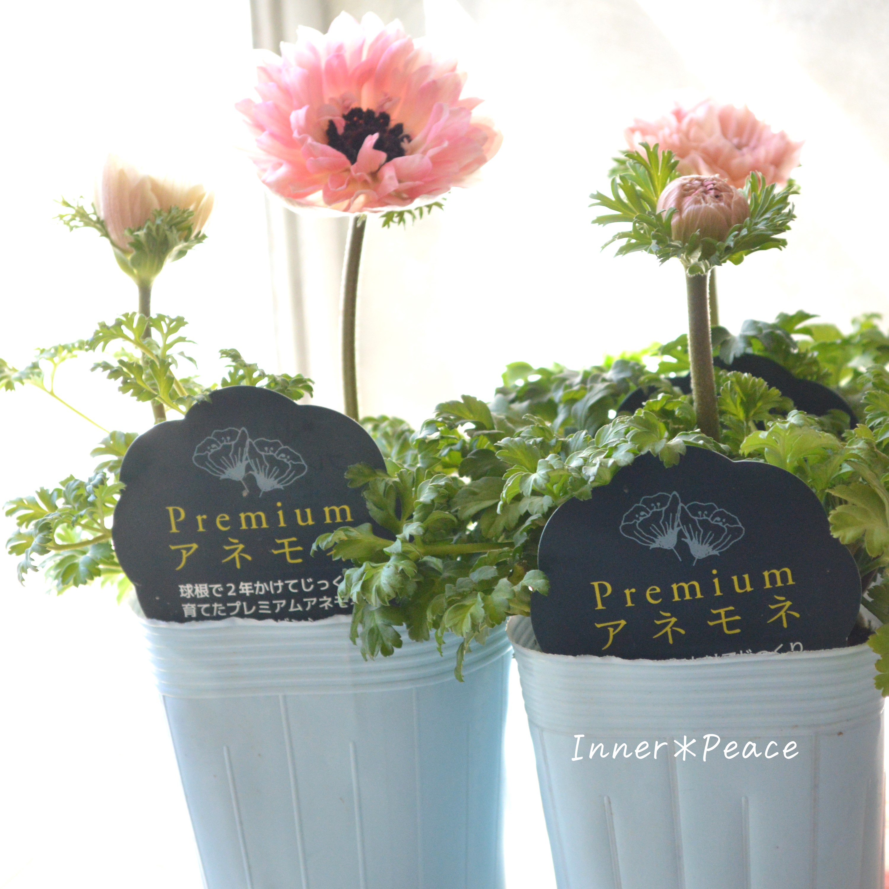 【神花園さん】 Sale!! 八重咲きプレミアムアネモネ 『2年生株・ピンク』 3.5寸POT