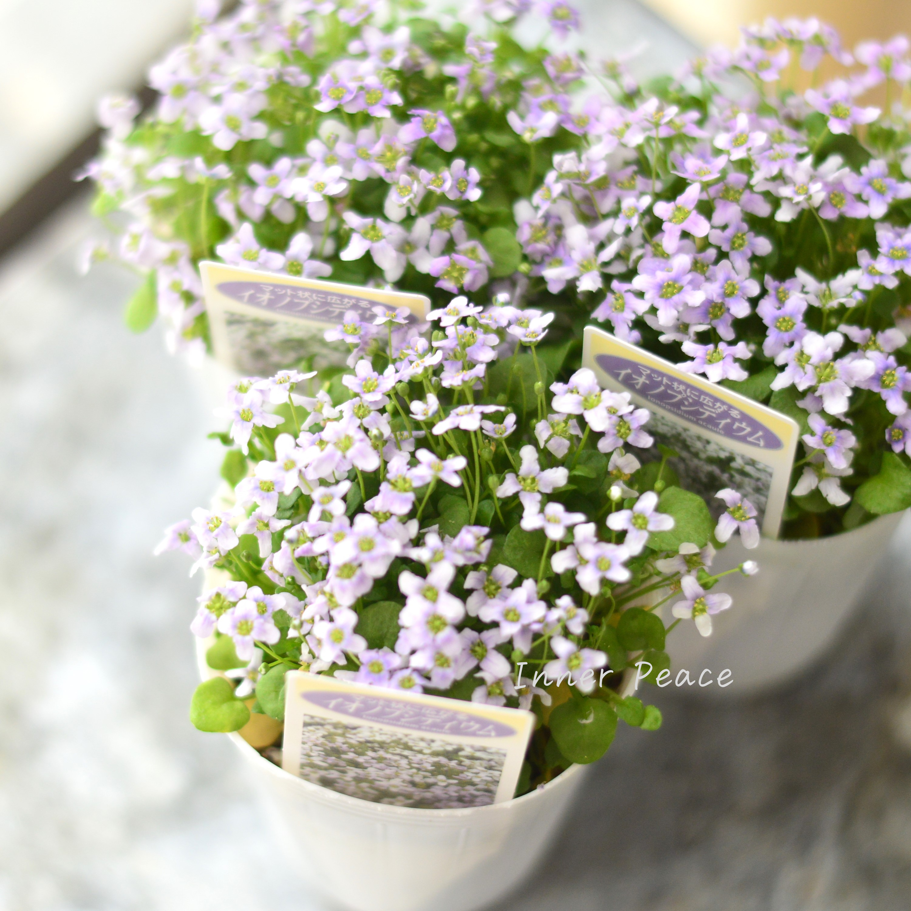 【かわいい】 イオノプシディウム 2.5寸POT