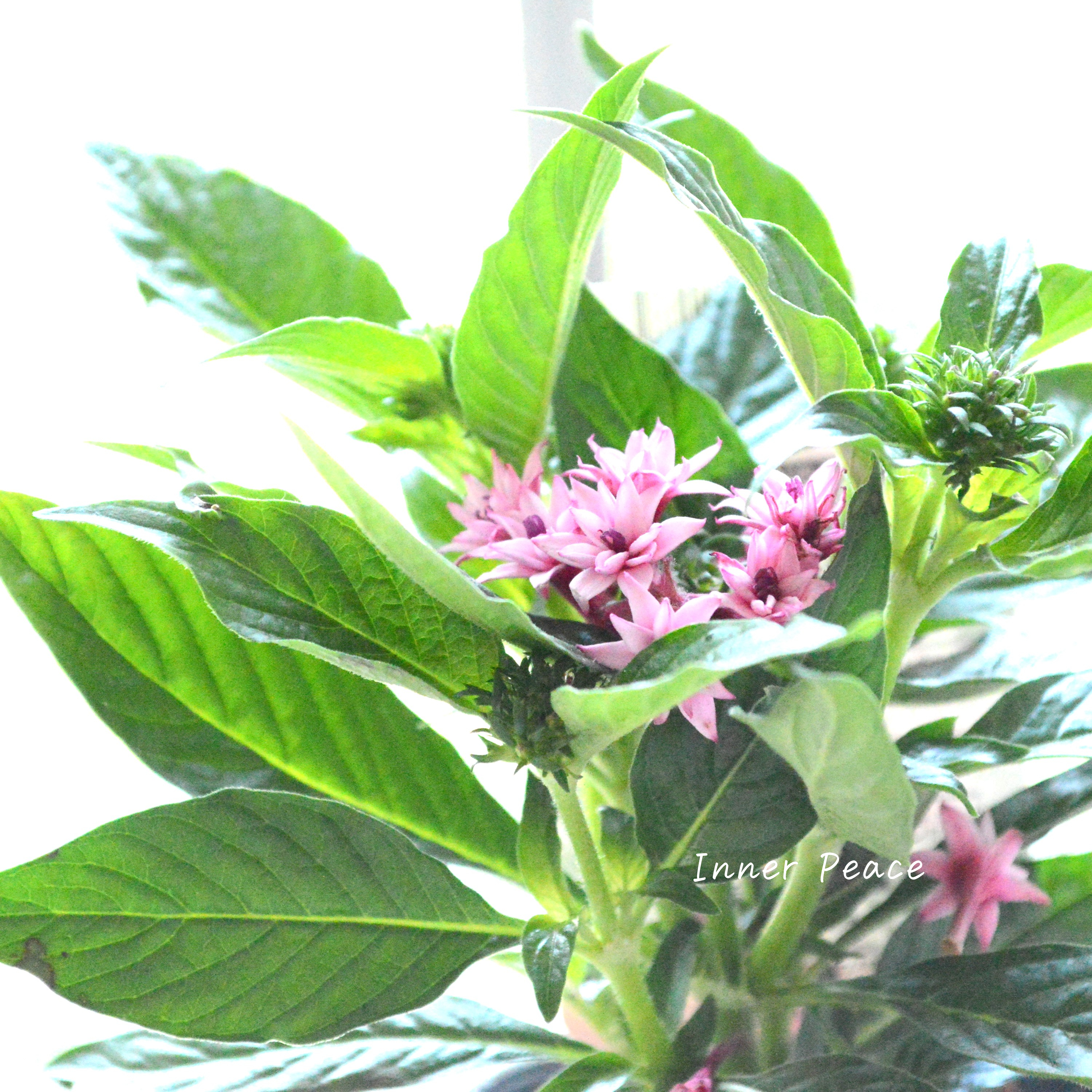 【暑さに強い】 八重咲きペンタス 『ライカ・フレアピンク』 3.5寸POT