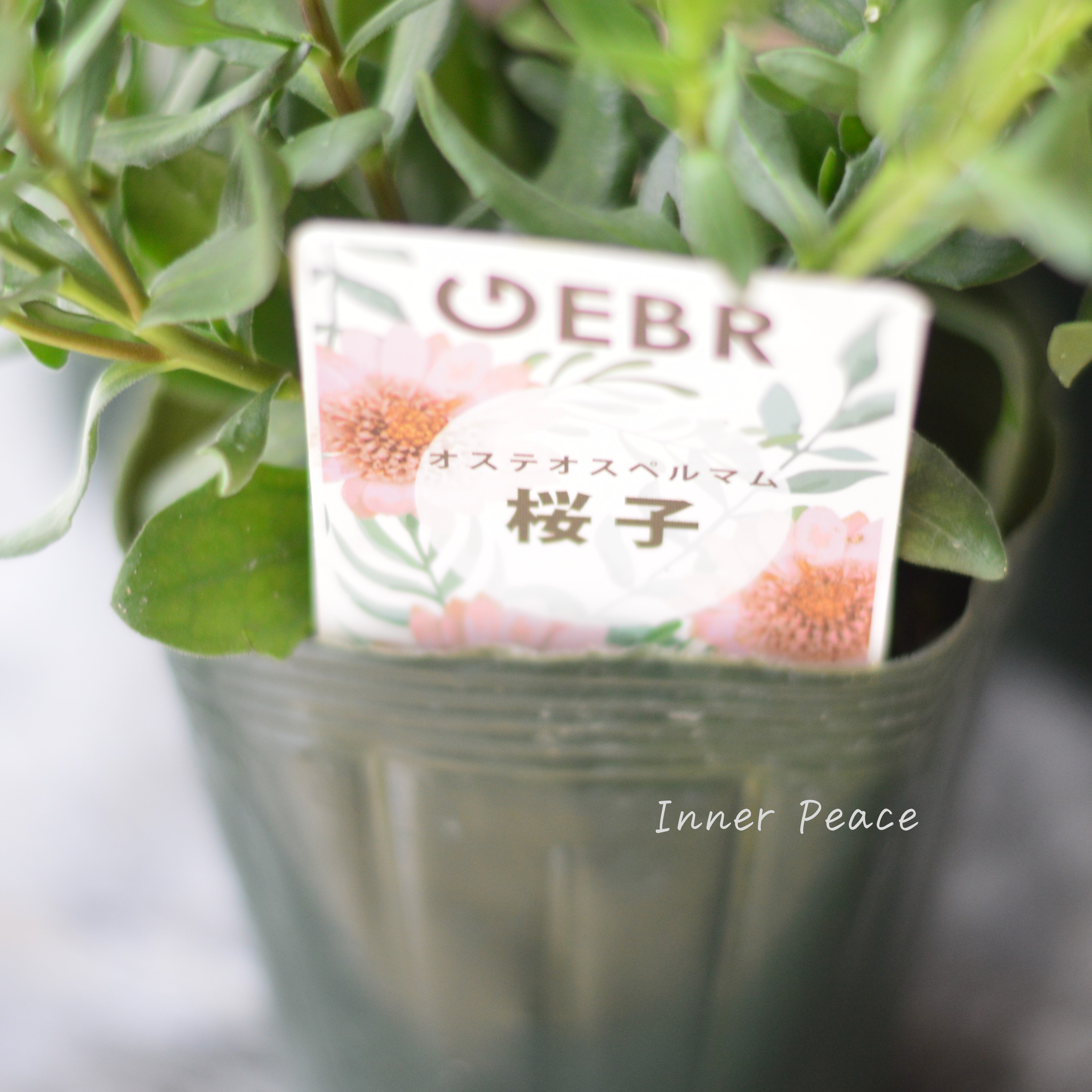 【ゲブラさん】 オステオスペルマム 『桜子』 3.5寸POT