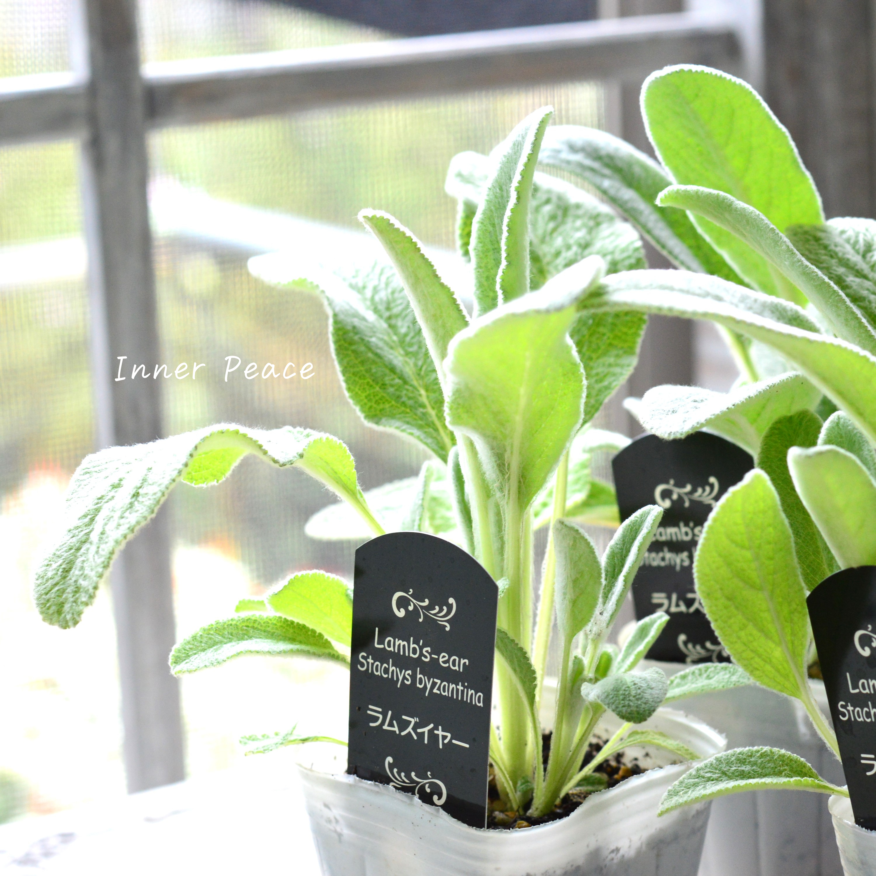 【寒さに強い】 ラムズイヤー 3寸POT