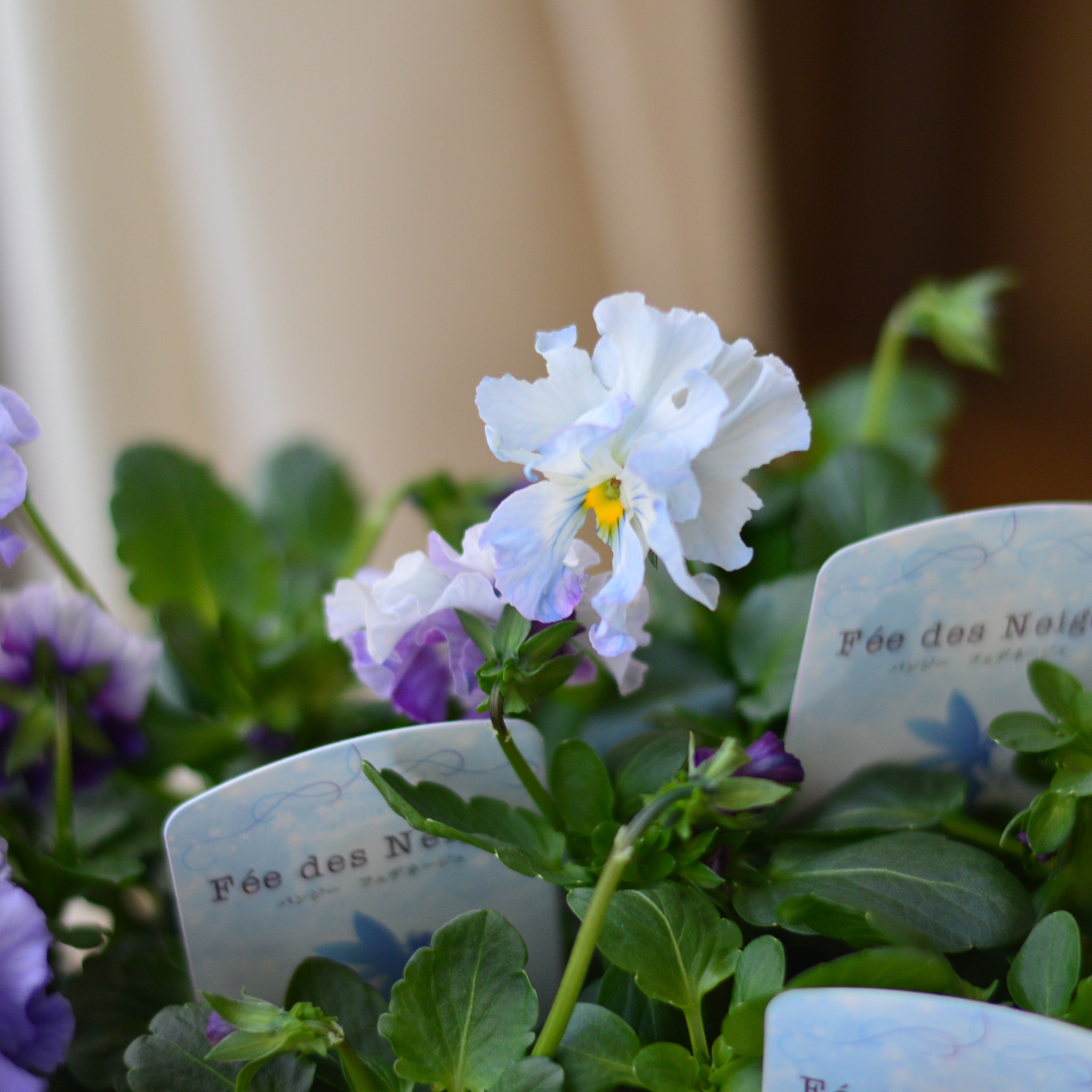 【美しい】 パンジー 『フェデネージュ・ブルー』 3.5寸POT