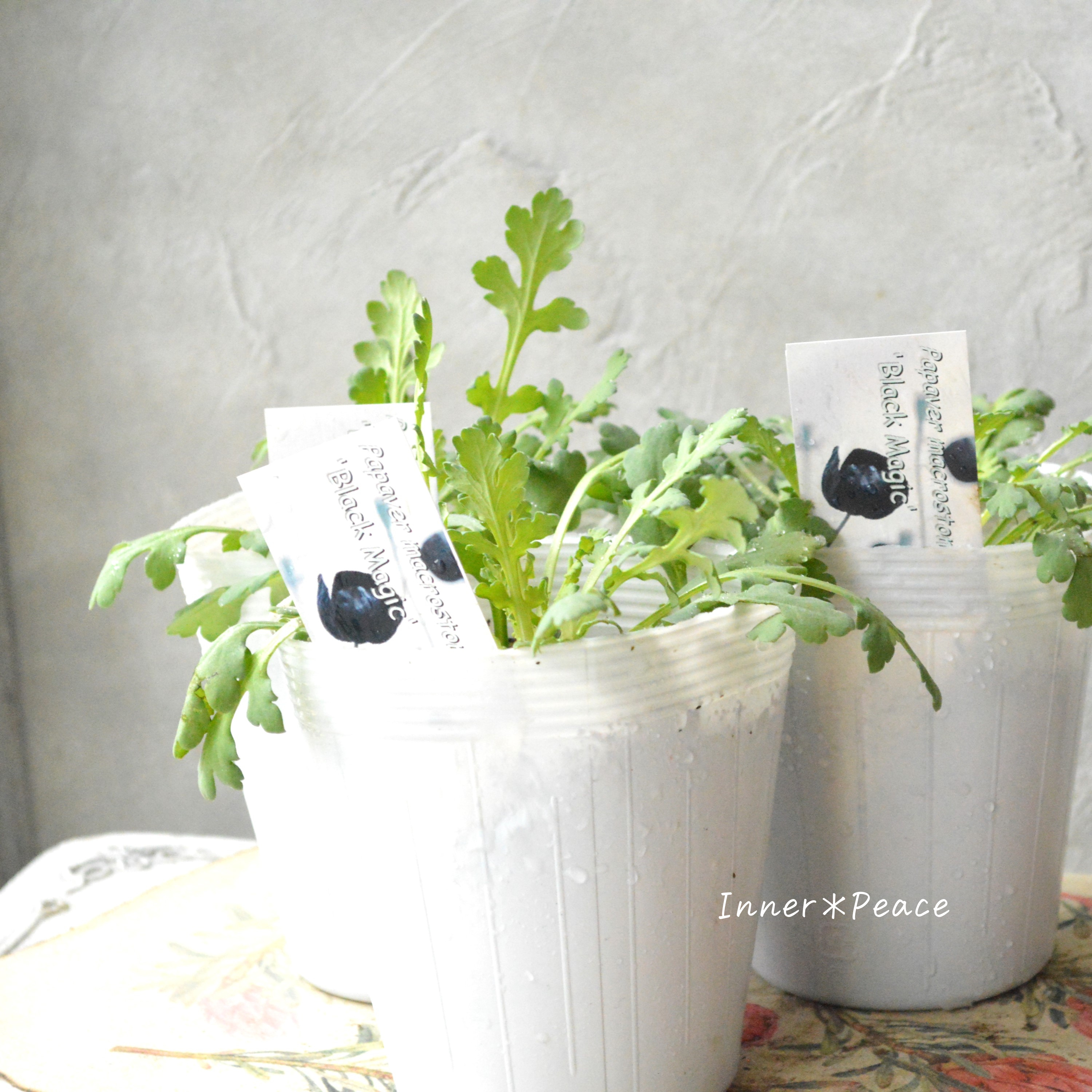 【希少】 ポピー 『ブラックマジック』 3.5寸ロングPOT