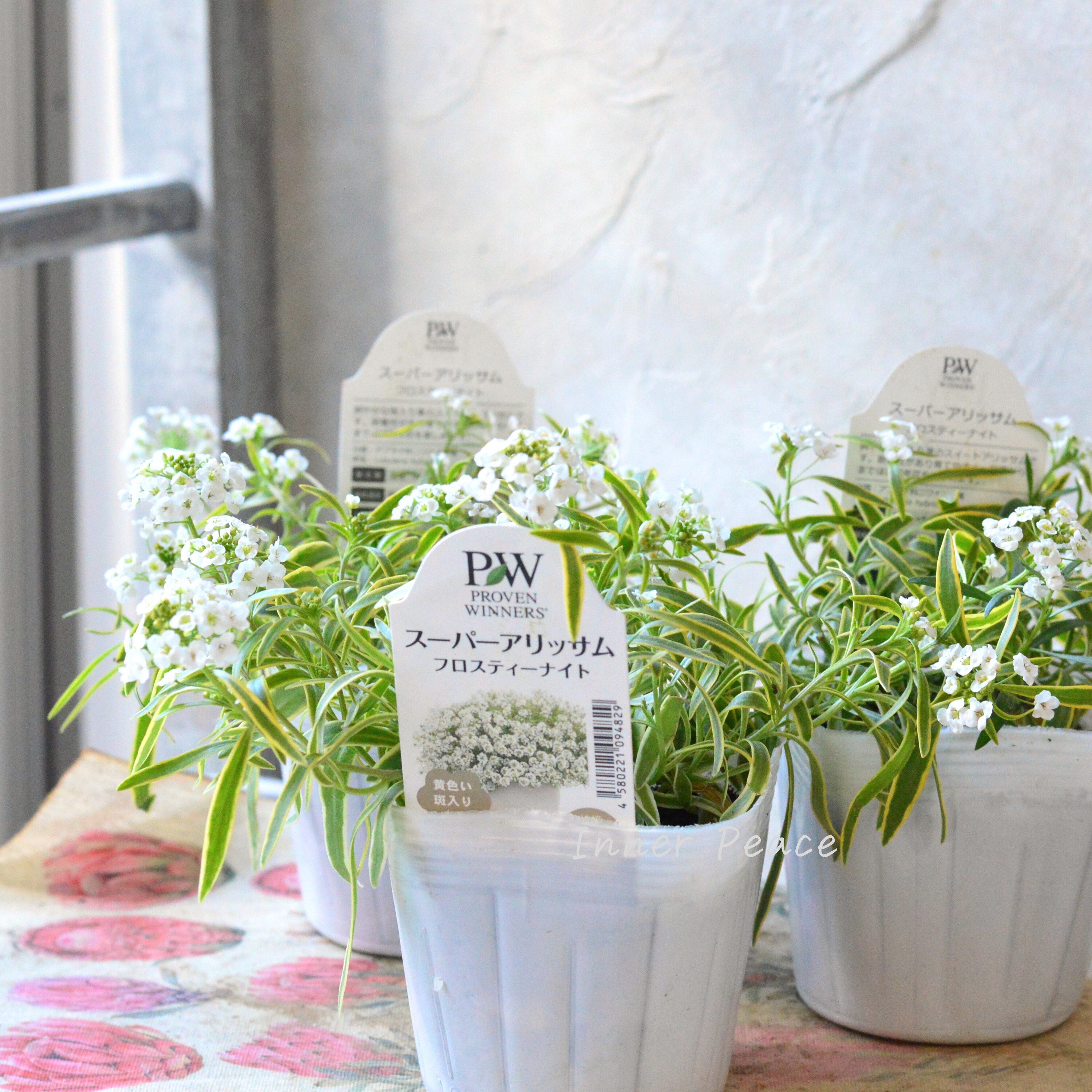 【PW】 スーパーアリッサム 『フロスティーナイト』 3.5寸POT