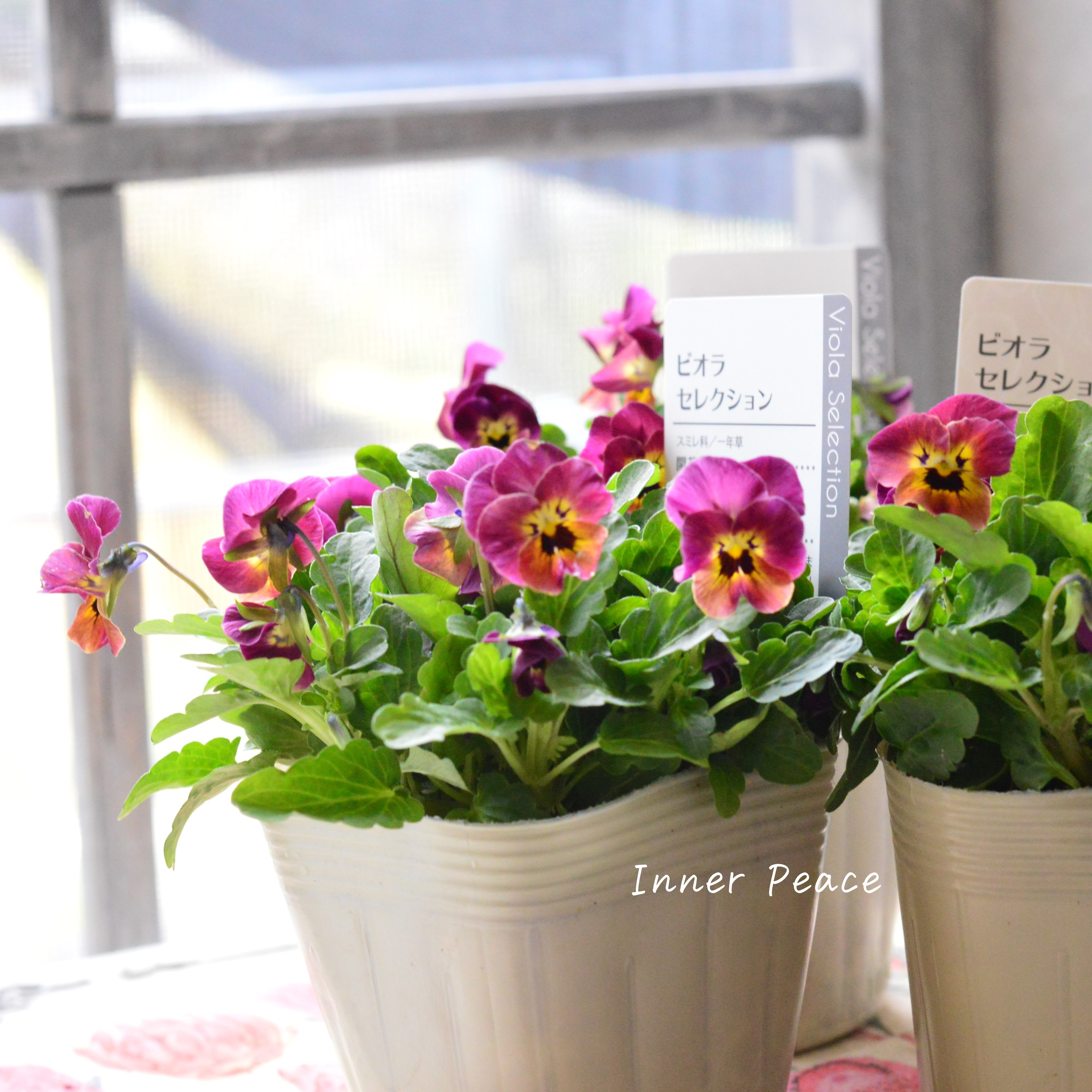 【アンティーク】 ビオラ 『レータ』 3.5寸POT