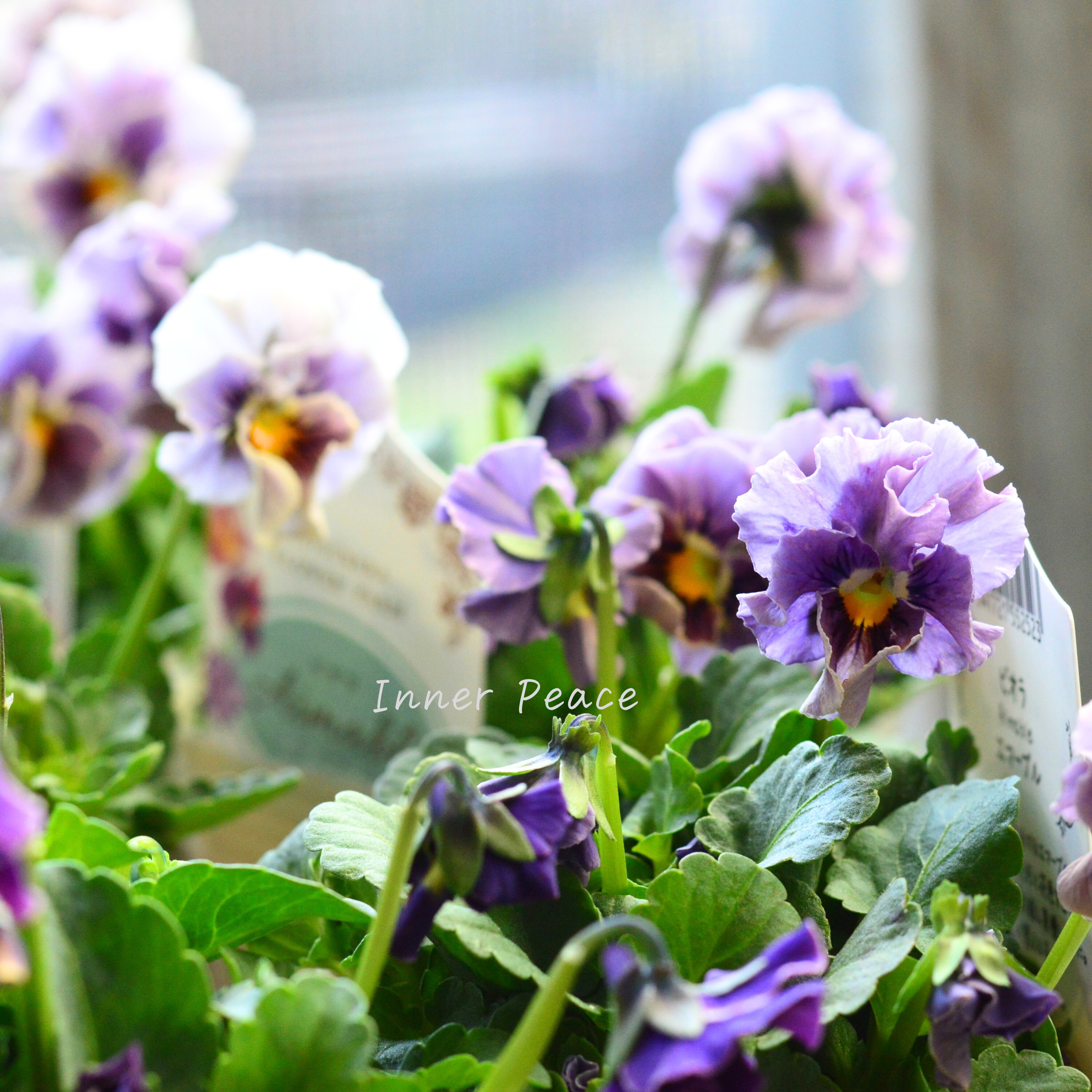 【マツバラフラワーファームさん】 ビオラ 『エマーブル・スタイリッシュグレイ』 3寸ロングPOT