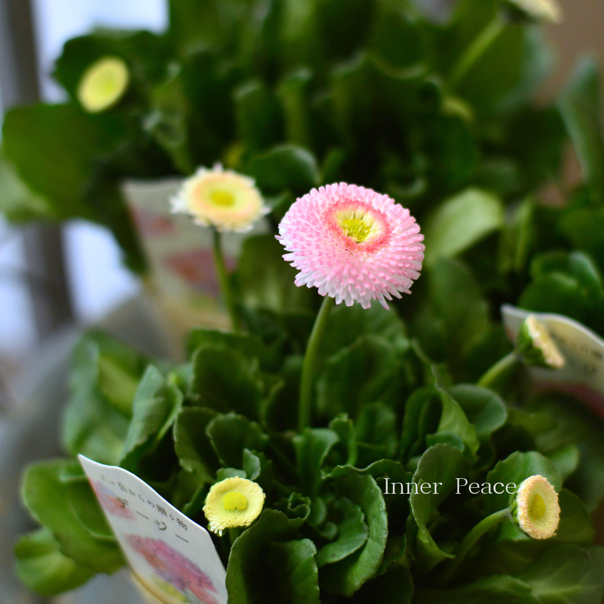 【かわいい】 チロリアンデージー 『ストロベリー&クリーム』 3.5寸POT