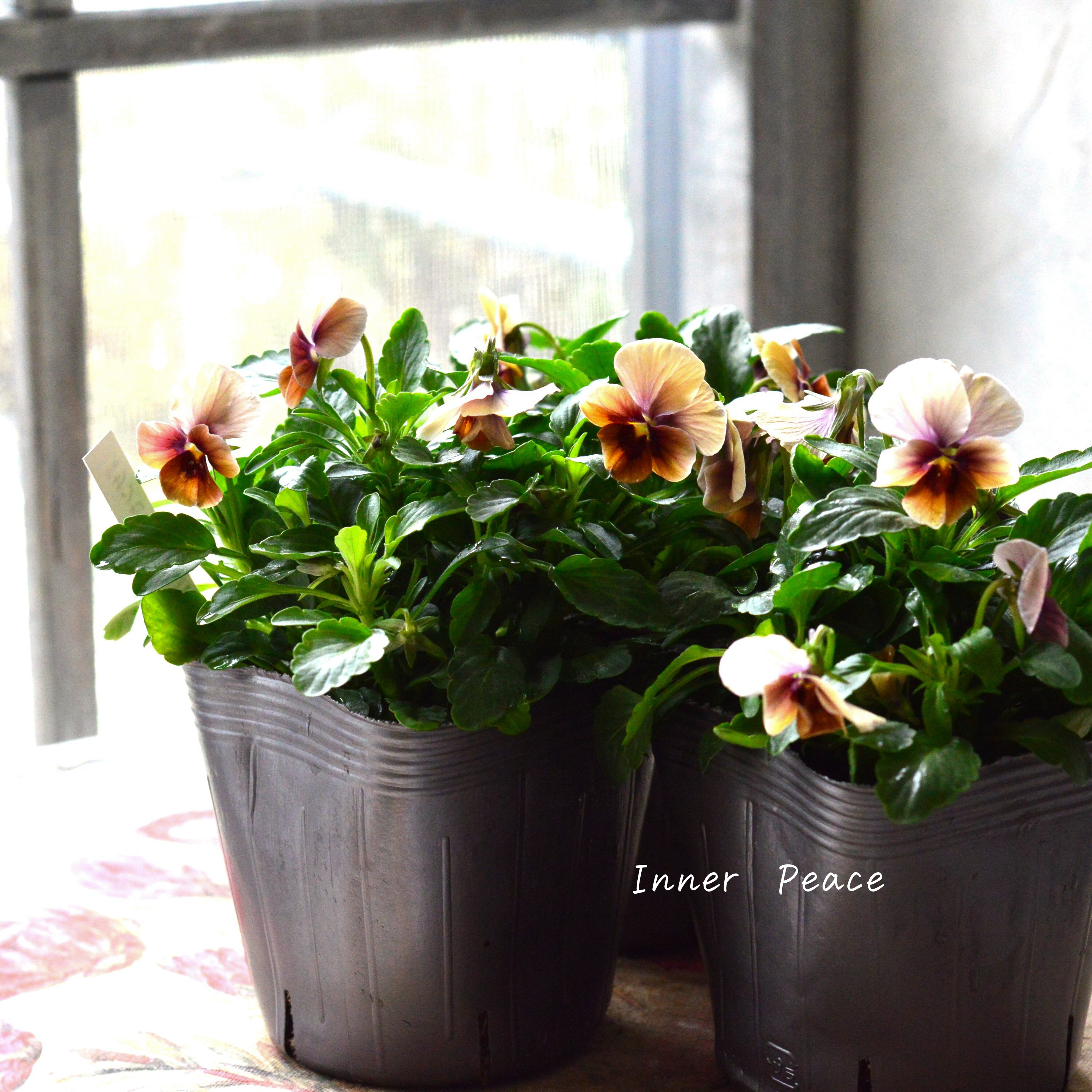 【tef*tef*さんオリジナルビオラ】 サンセットグロー 3.5寸POT